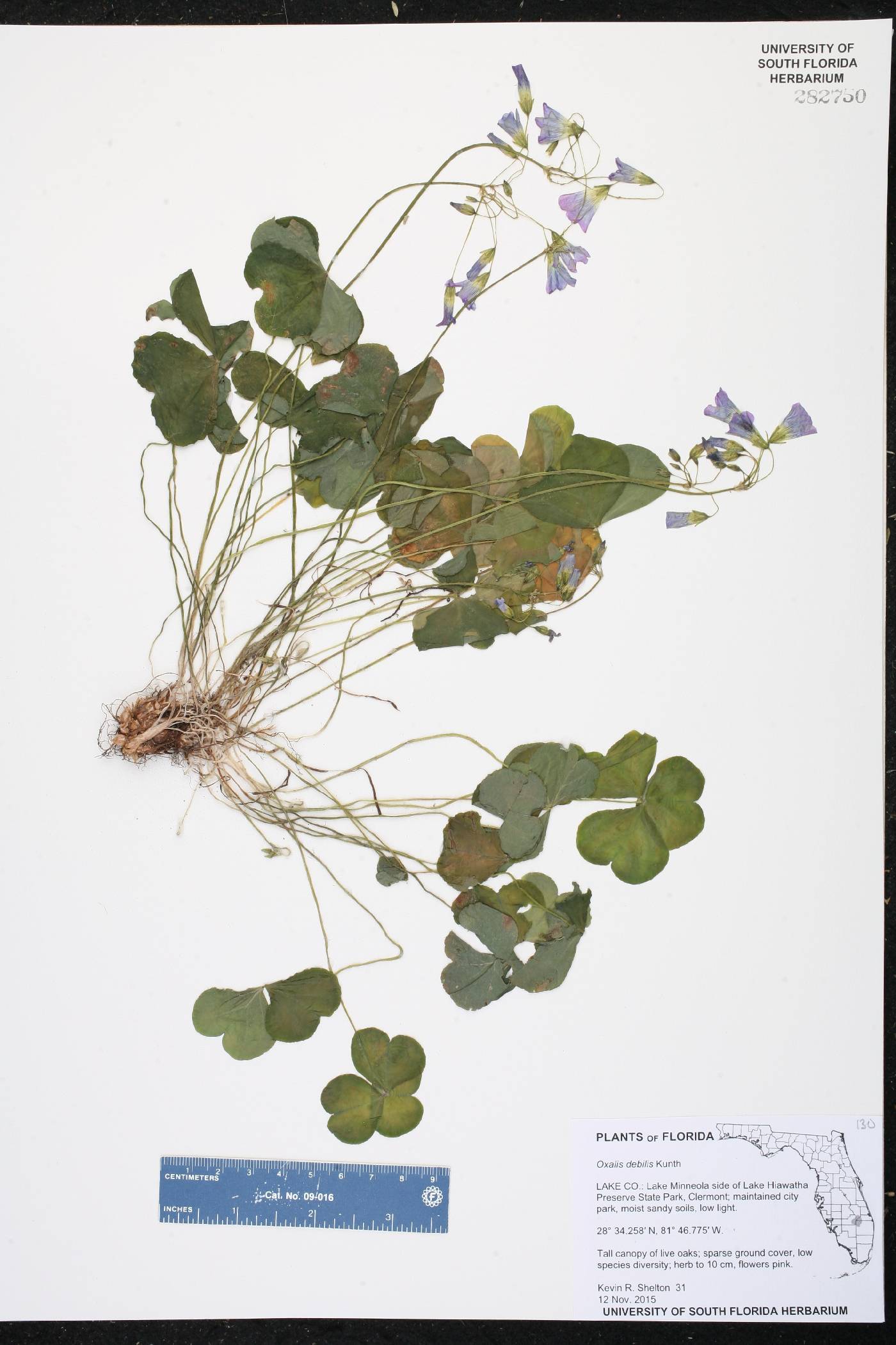 Oxalis debilis image