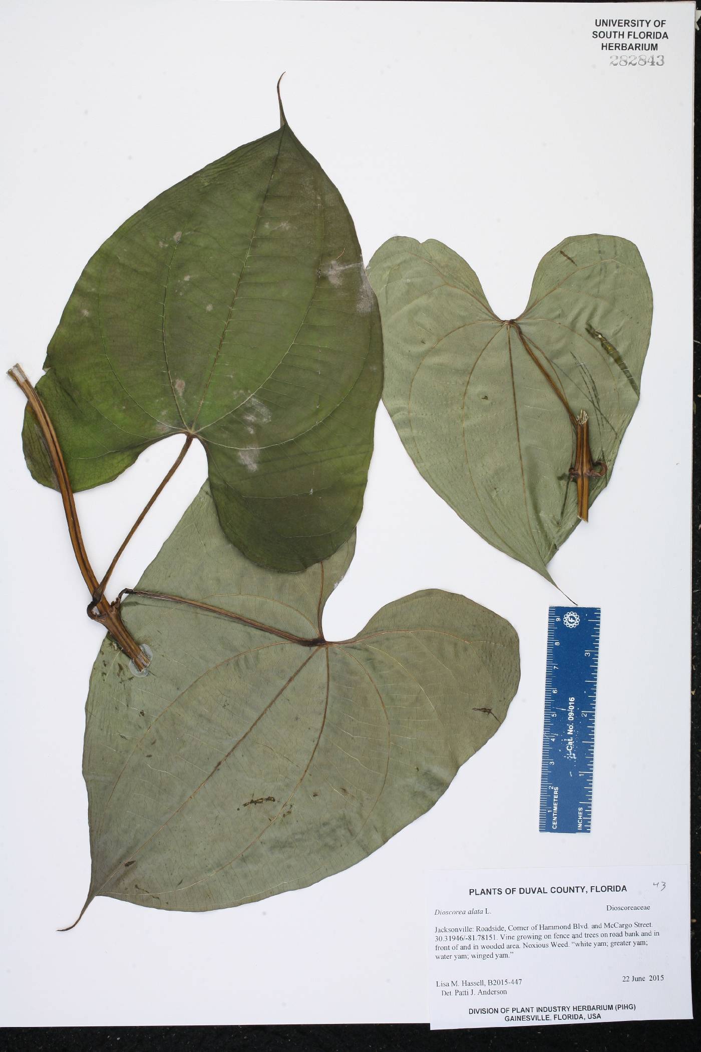 Dioscorea alata image