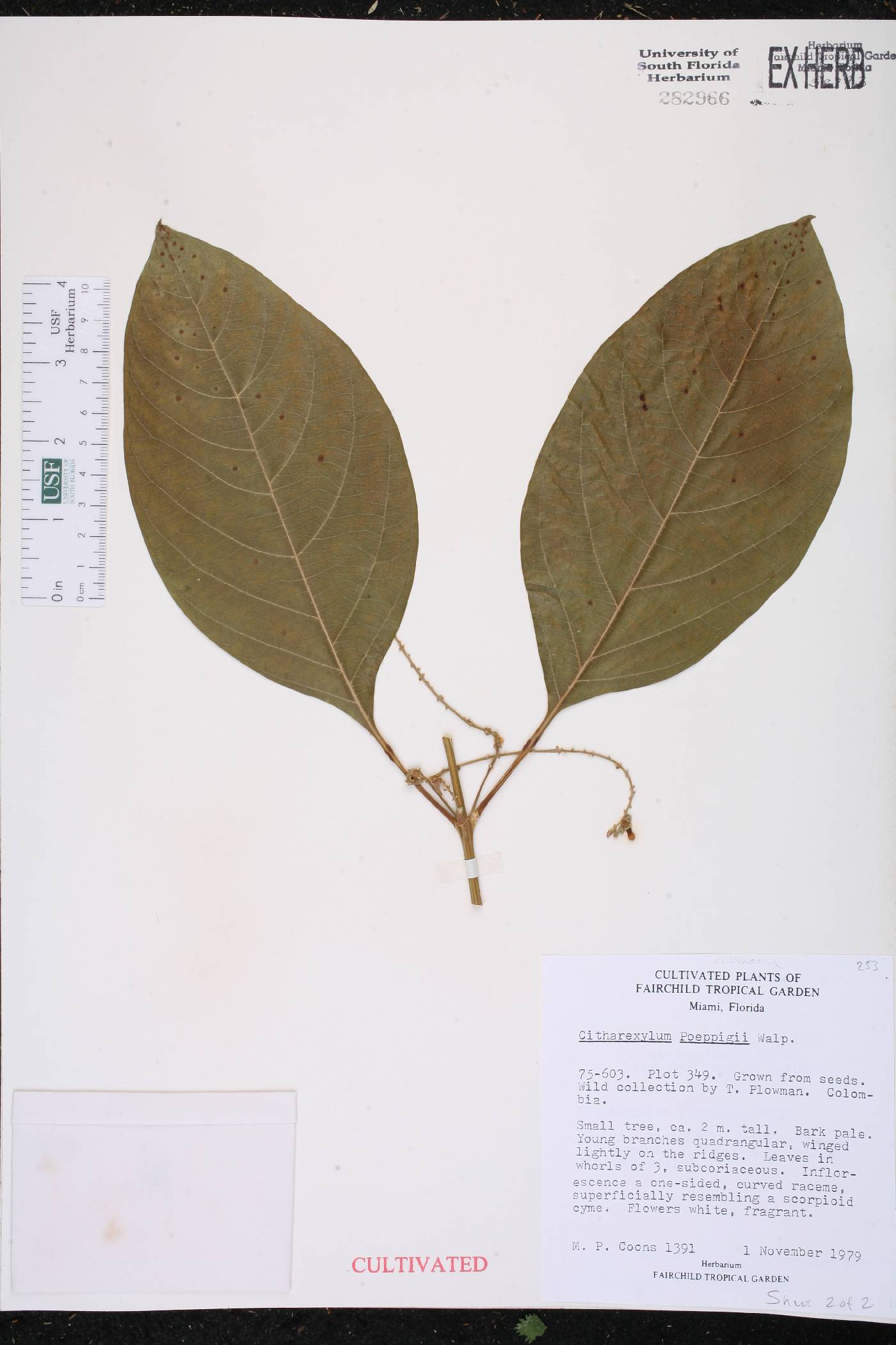 Citharexylum poeppigii image