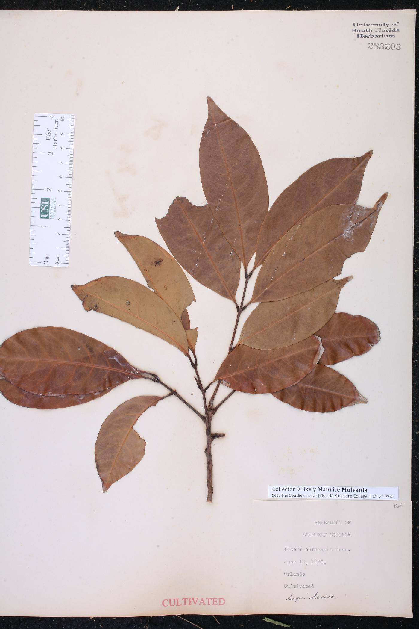 Litchi chinensis image