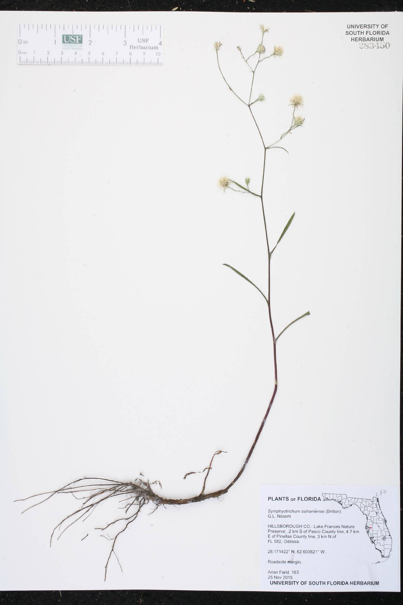Symphyotrichum bahamense image