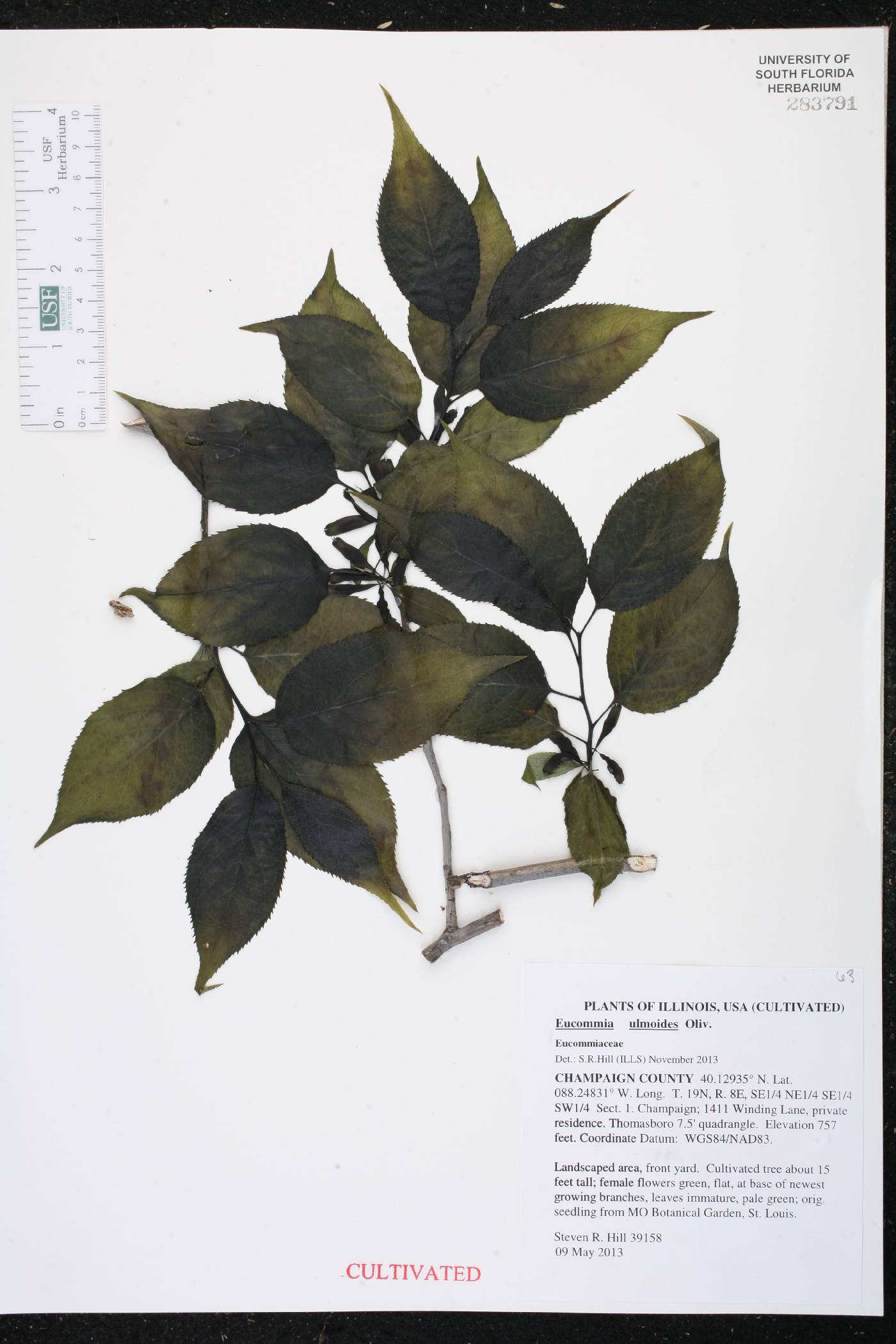 Eucommia ulmoides image