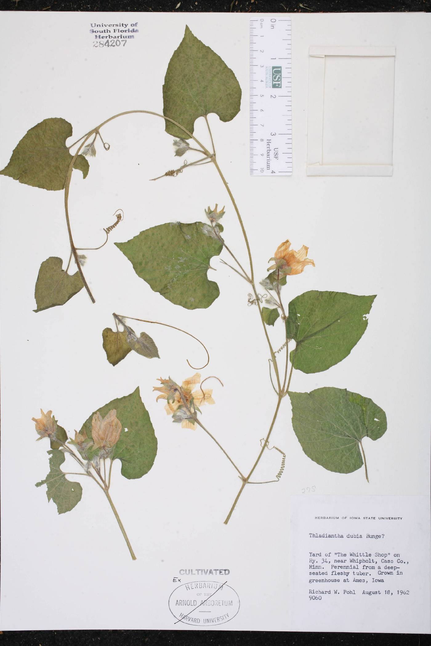 Thladiantha dubia image