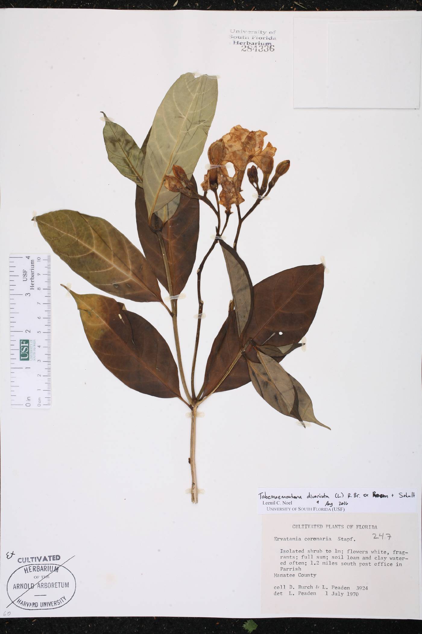 Tabernaemontana divaricata image