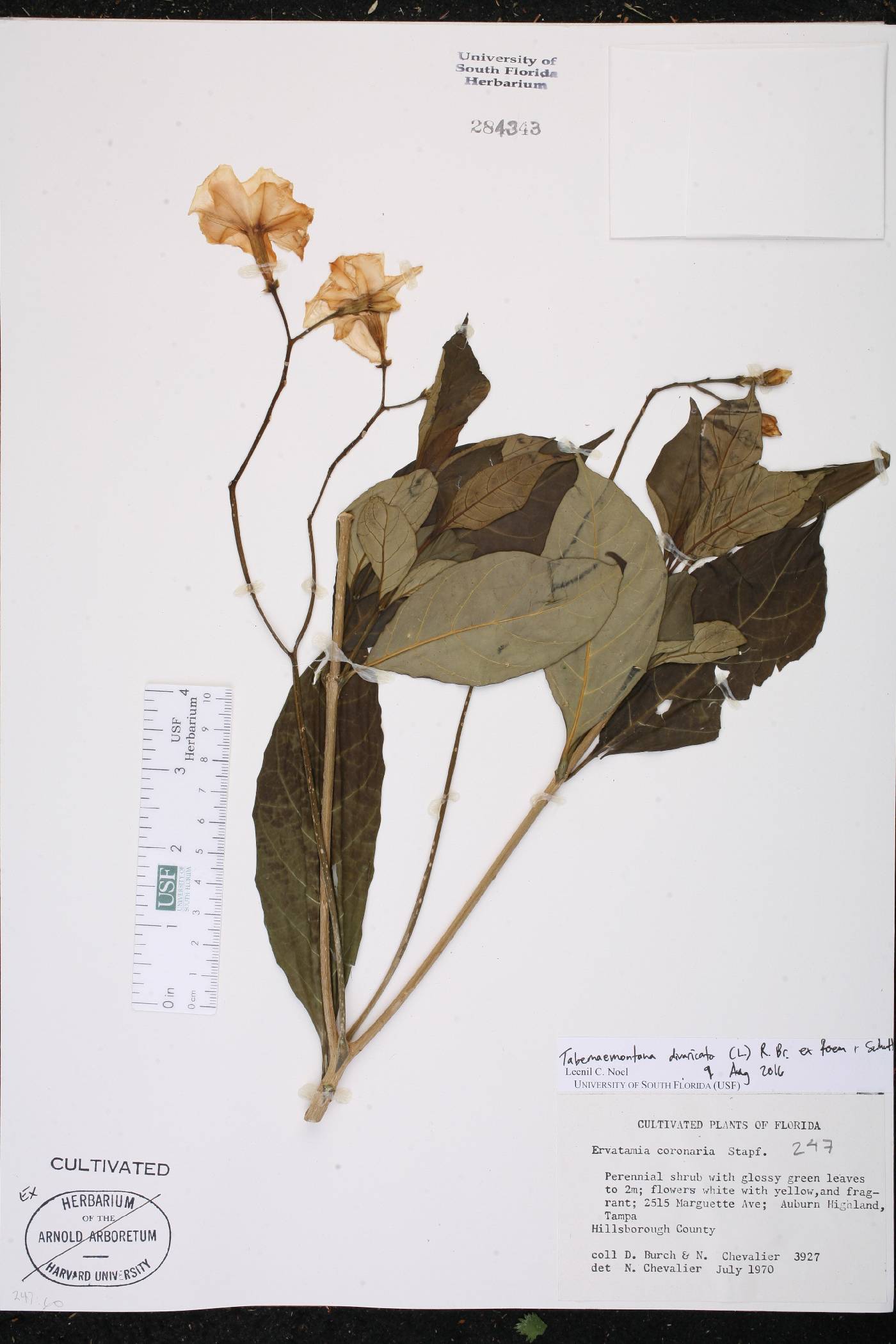 Tabernaemontana divaricata image