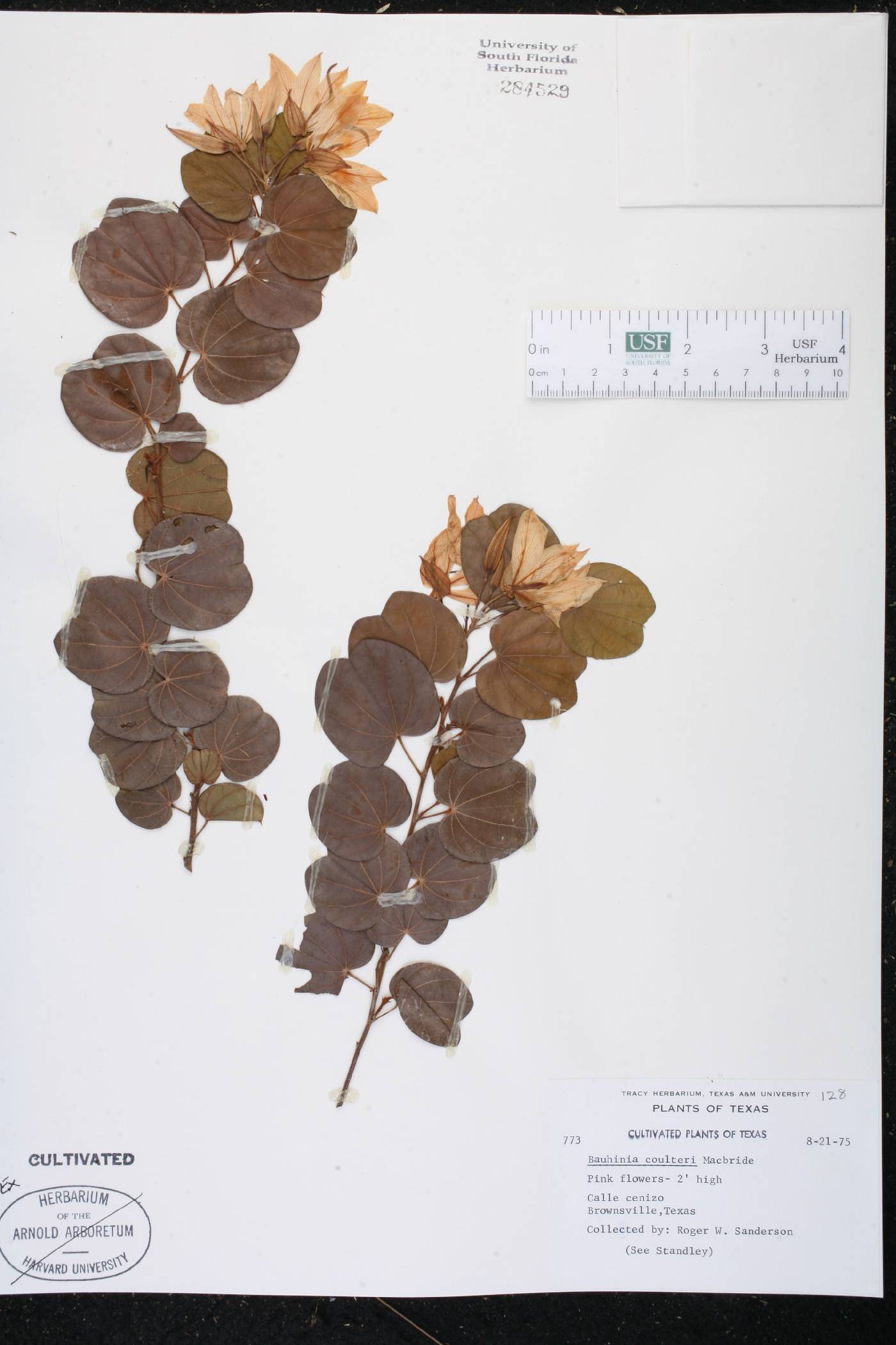 Bauhinia coulteri image