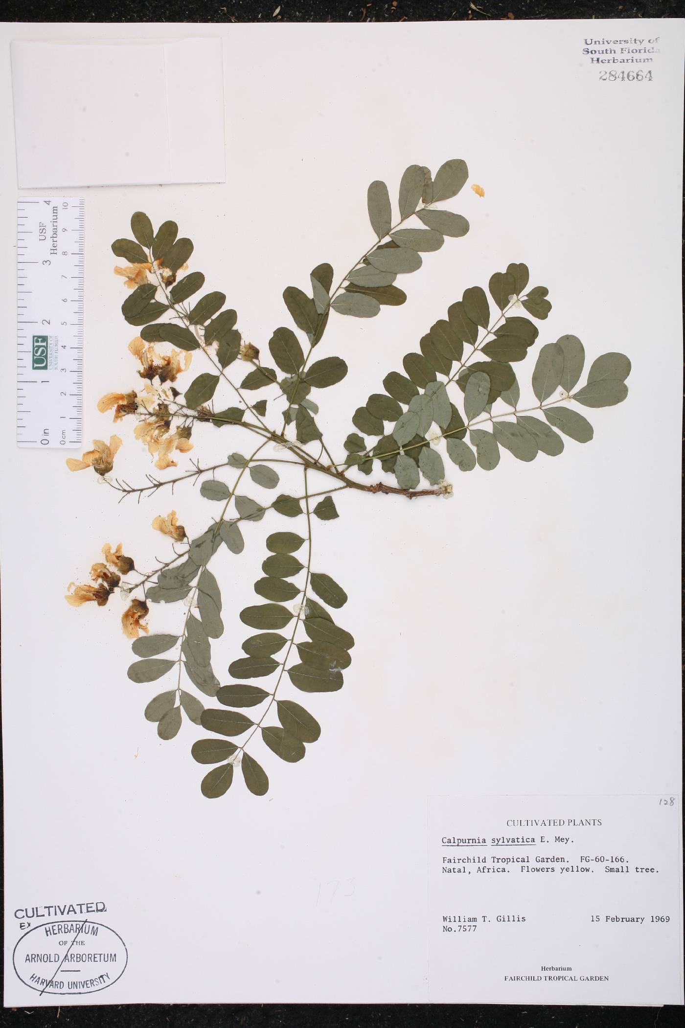 Calpurnia aurea subsp. aurea image