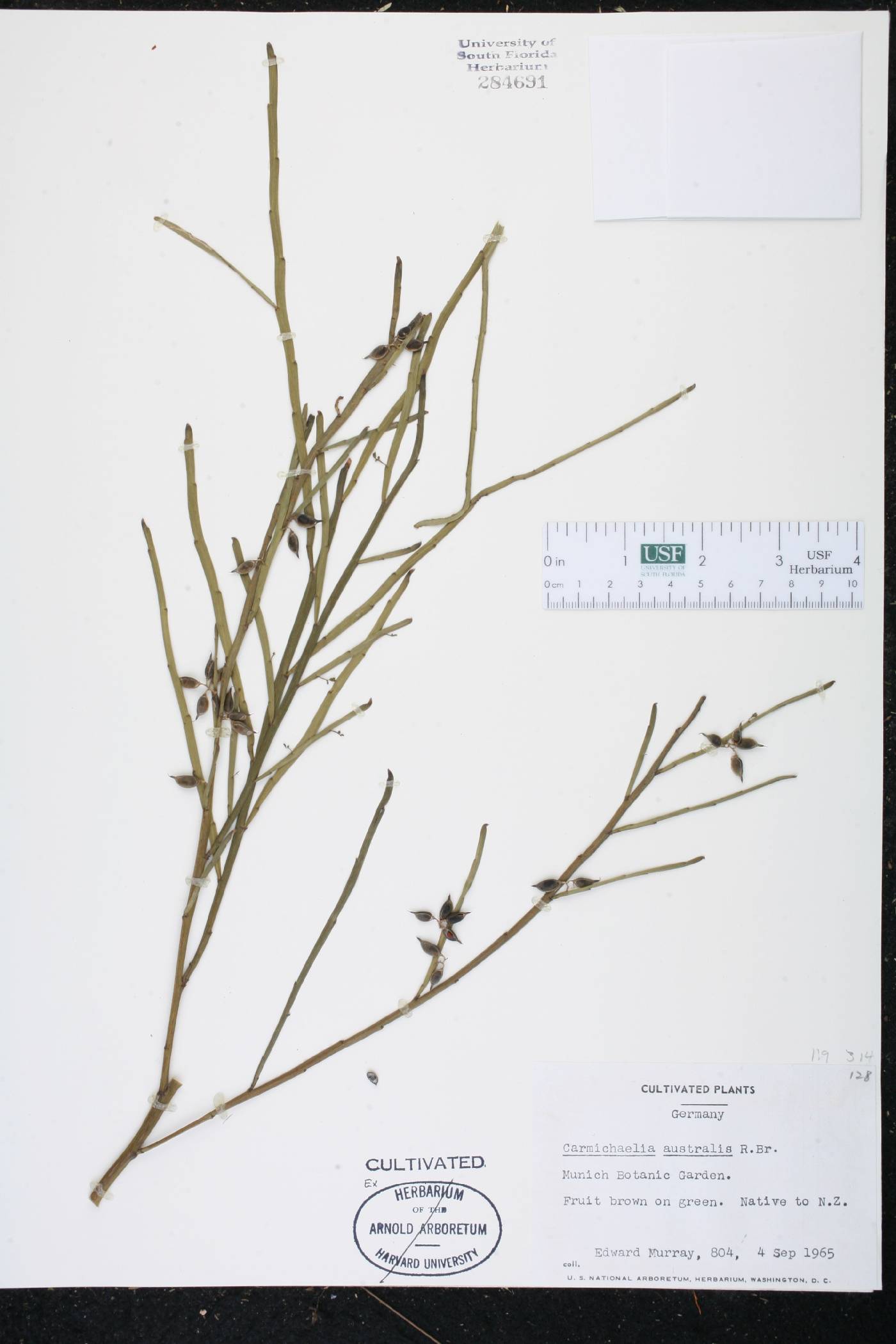 Carmichaelia australis image