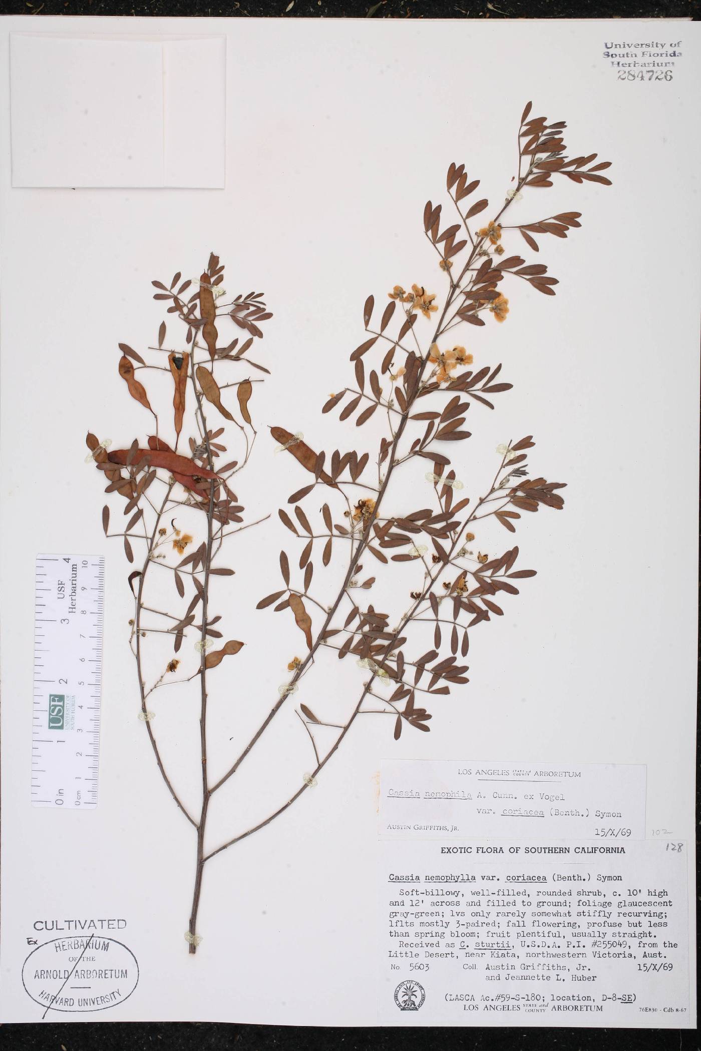 Cassia nemophila var. coriacea image