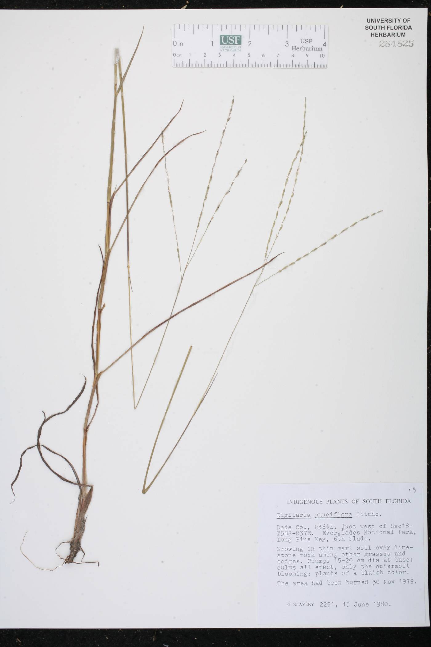 Digitaria pauciflora image