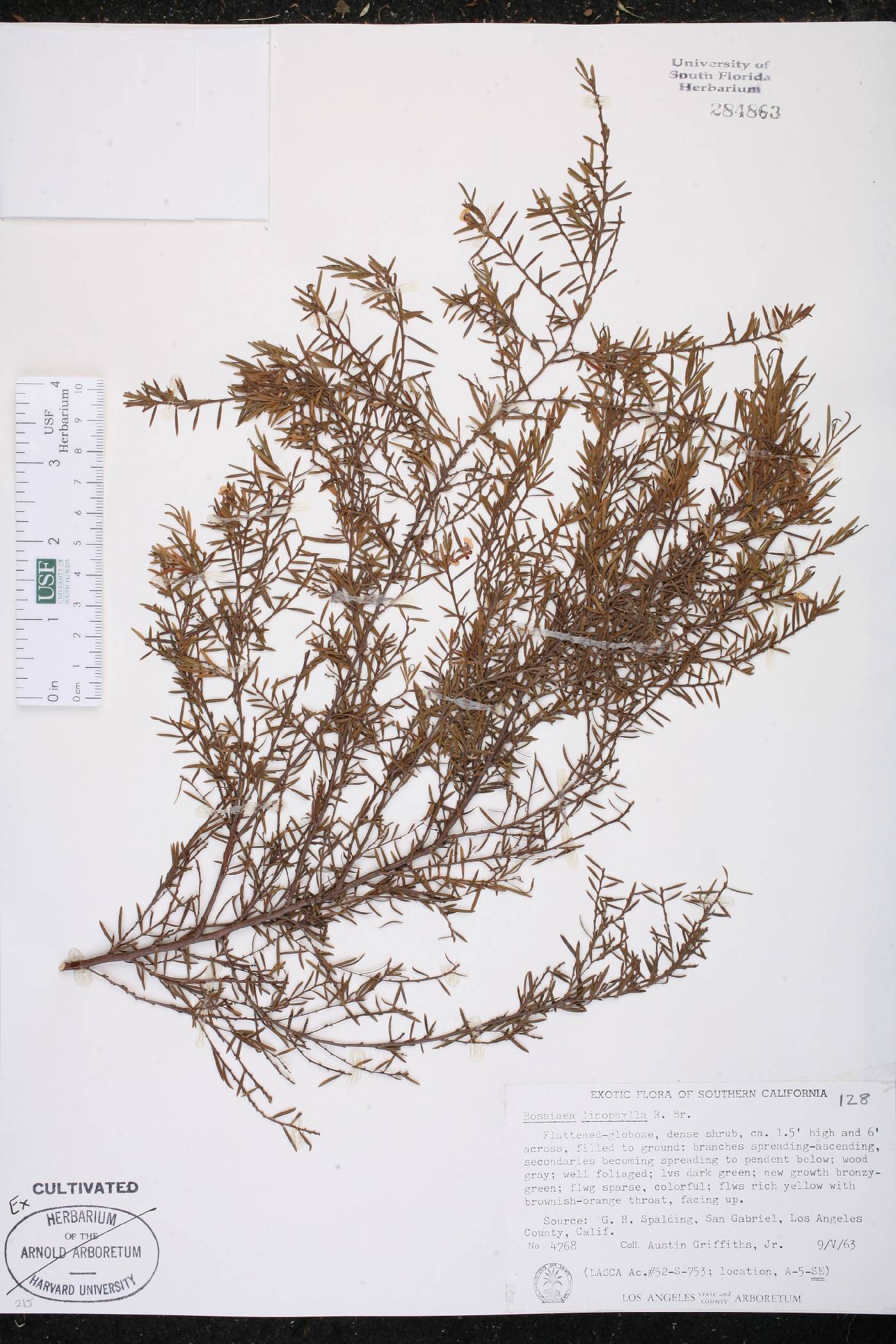 Bossiaea linophylla image