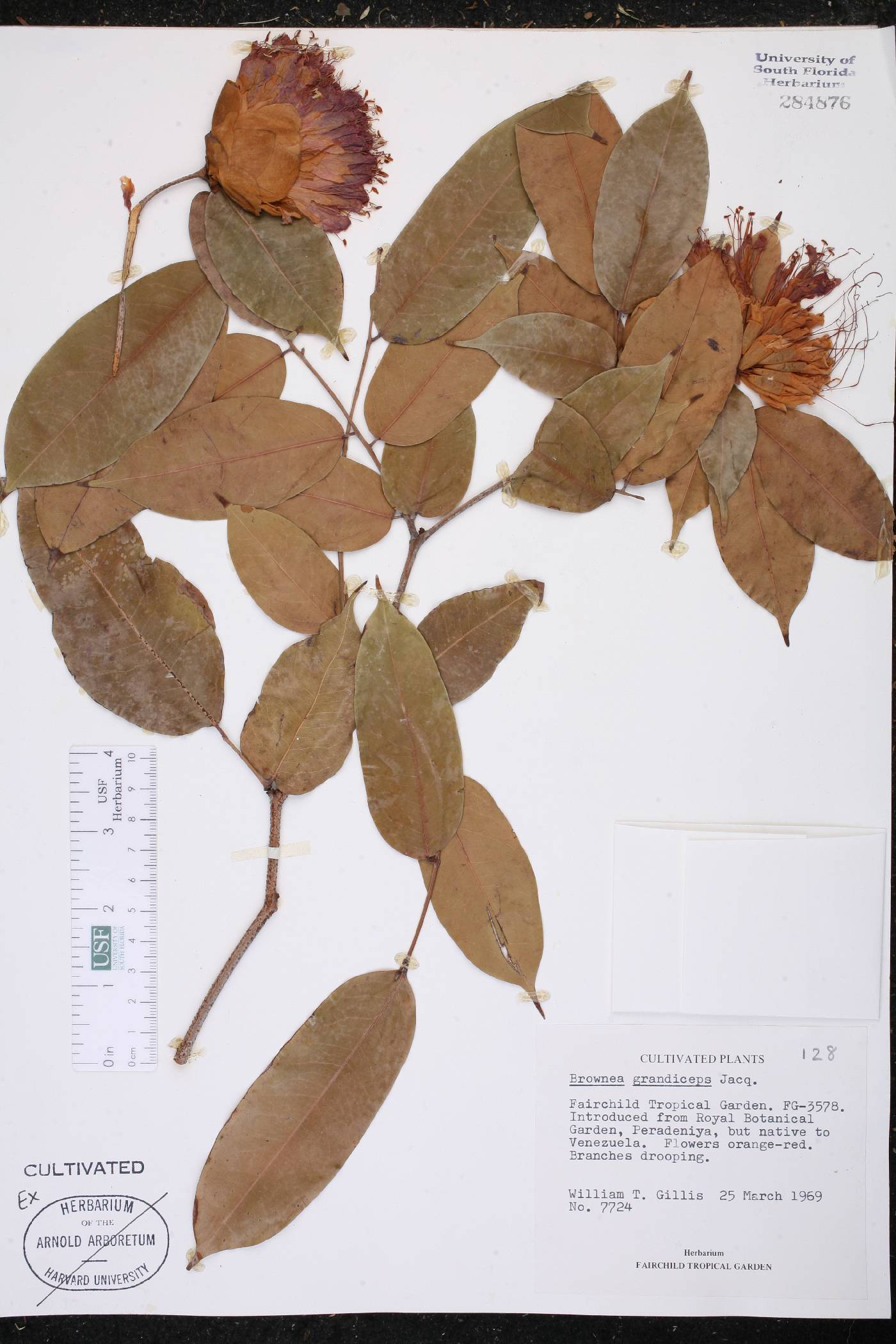 Brownea grandiceps image