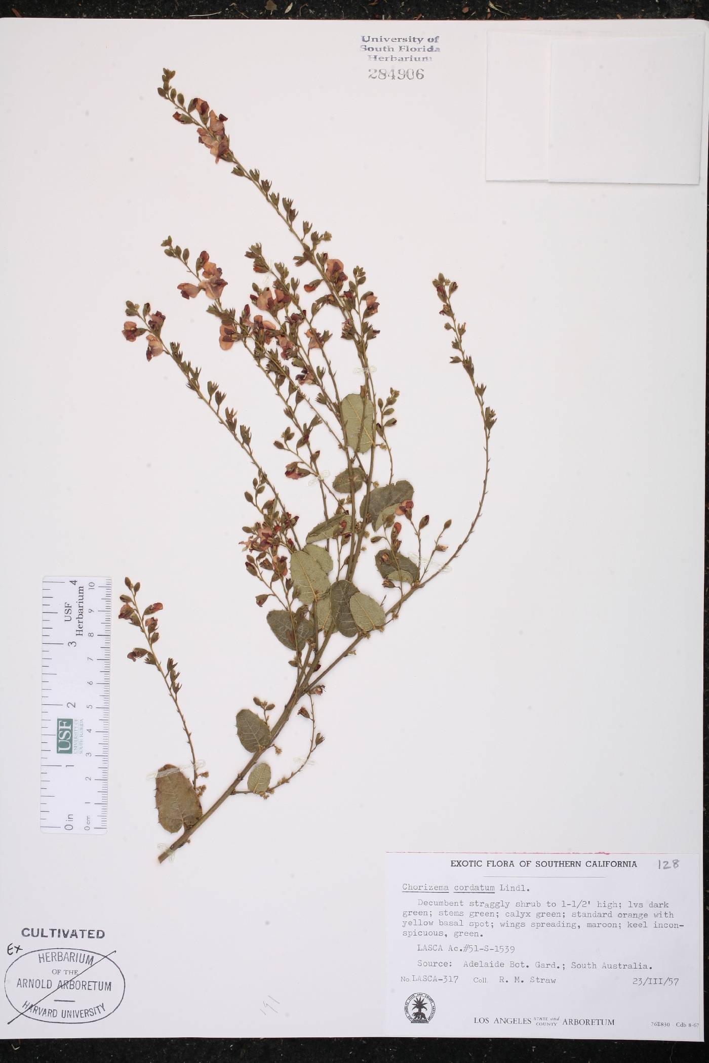 Chorizema cordatum image