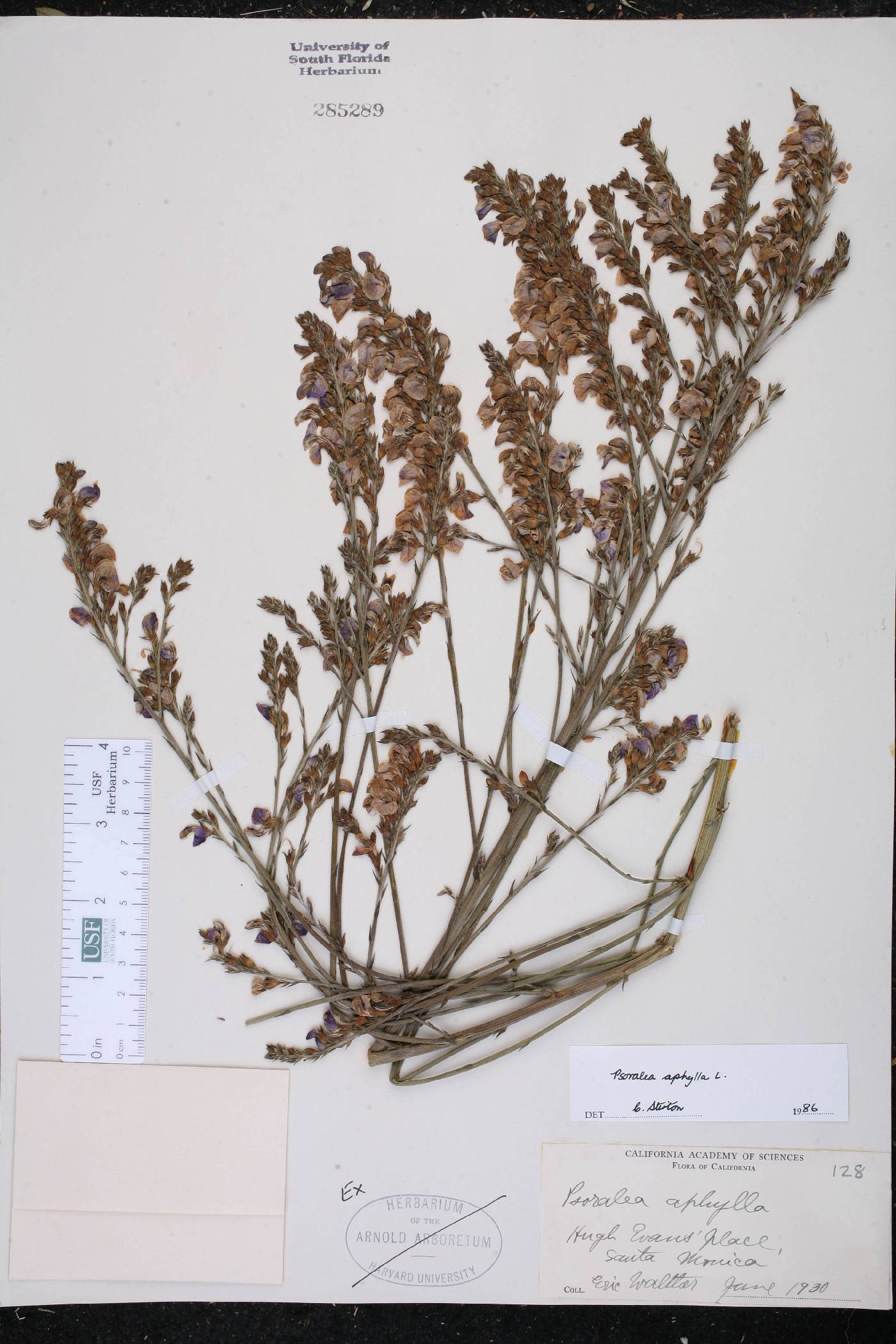 Psoralea aphylla image