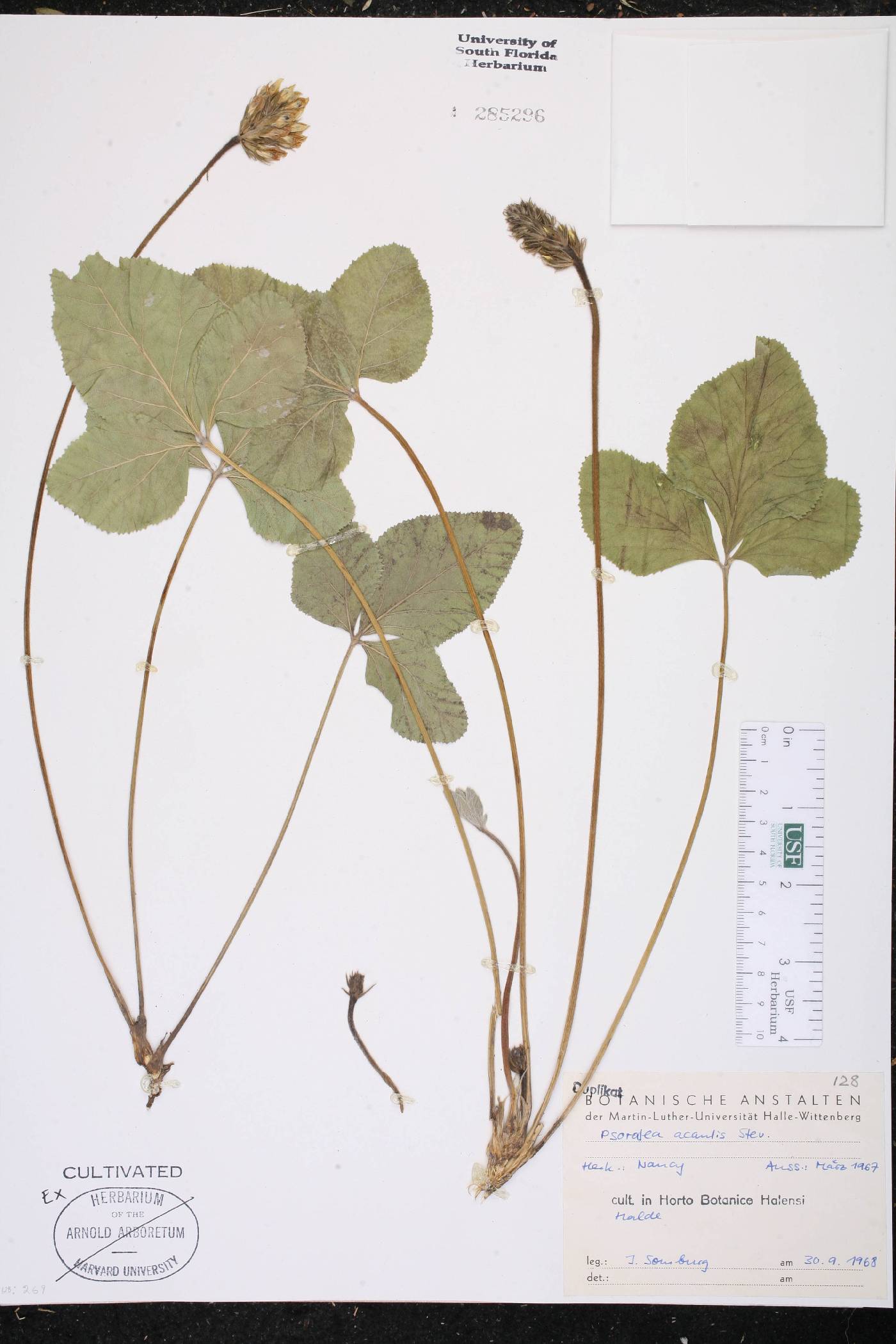 Kartalinia acaulis image