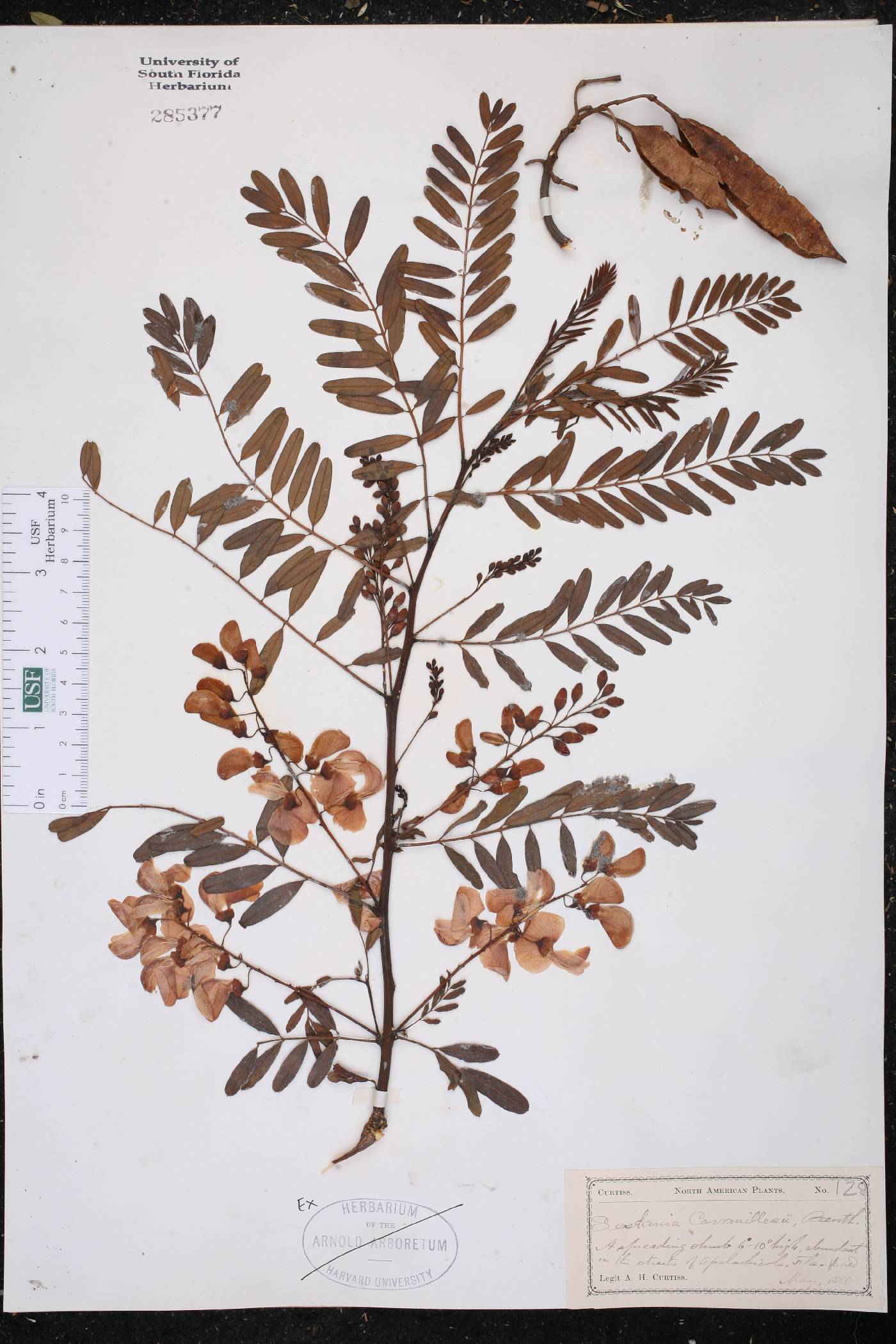 Sesbania cavanillesii image