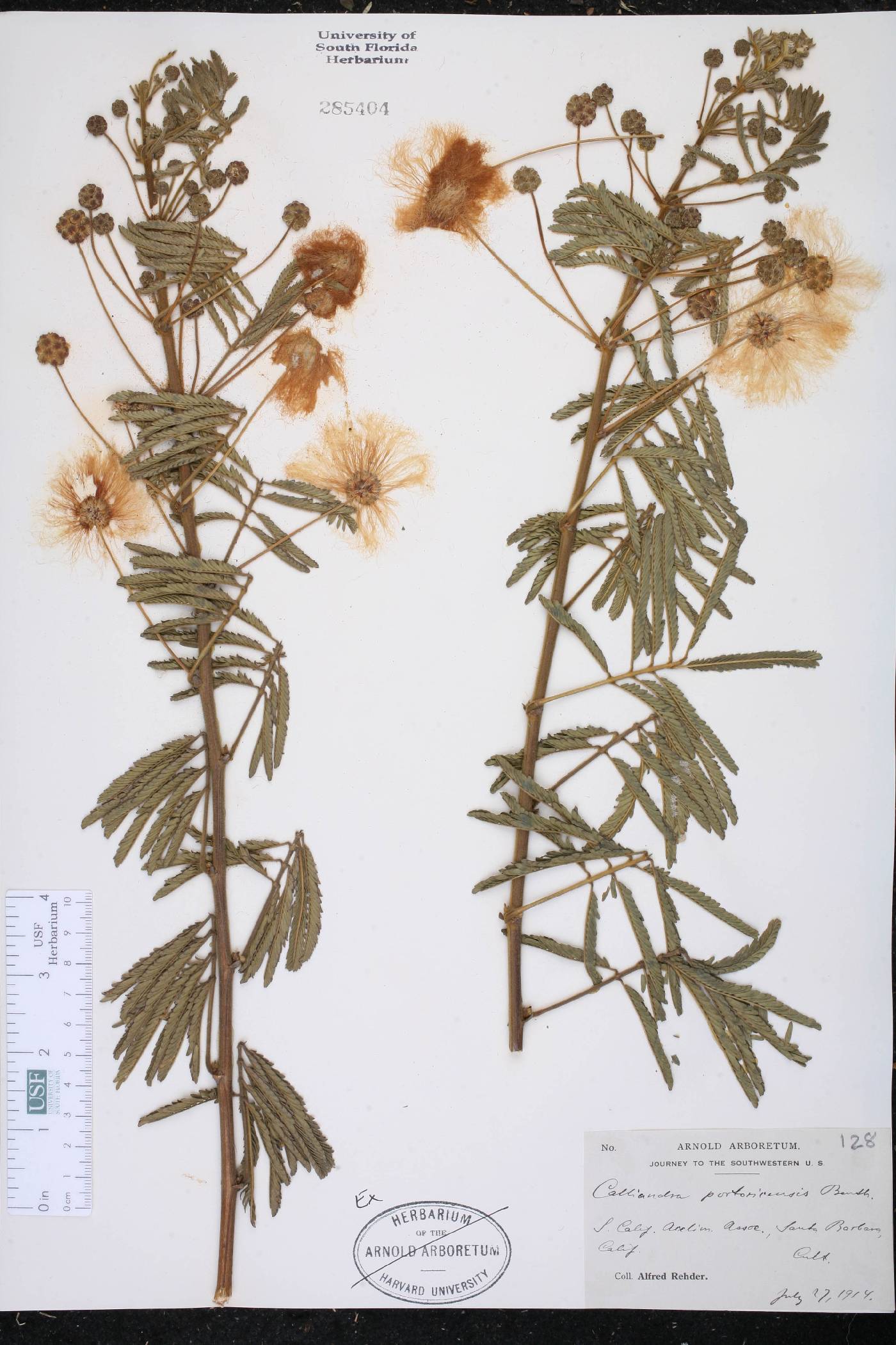 Calliandra portoricensis image