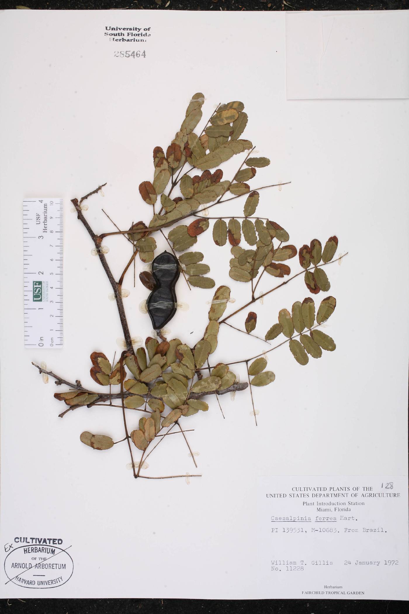 Caesalpinia ferrea image
