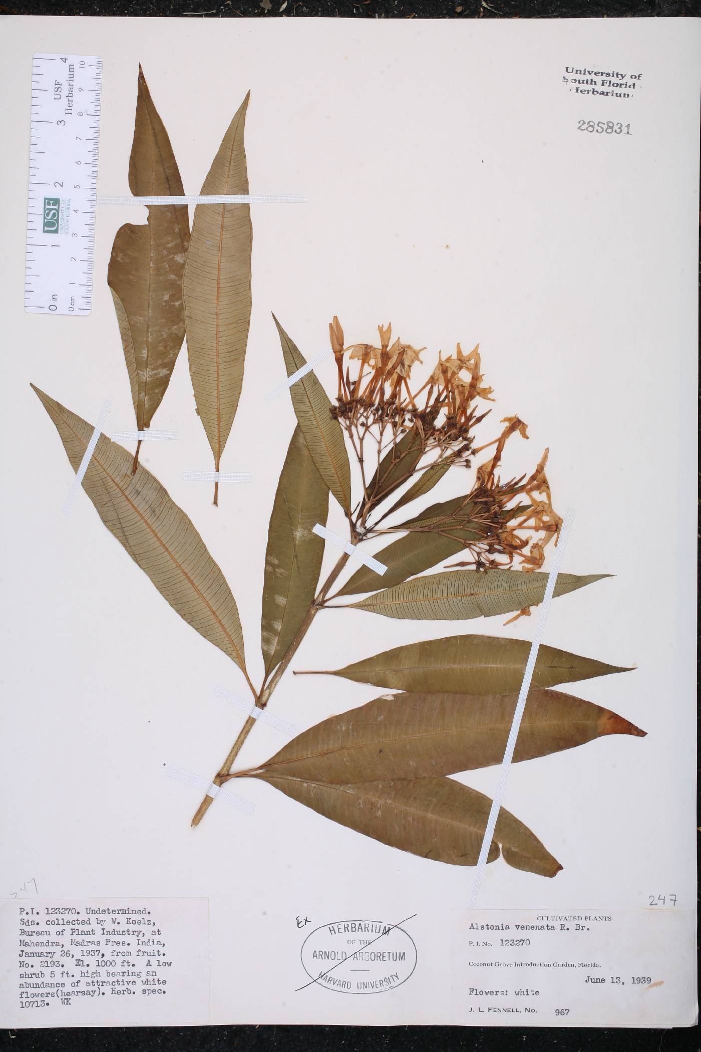 Alstonia venenata image