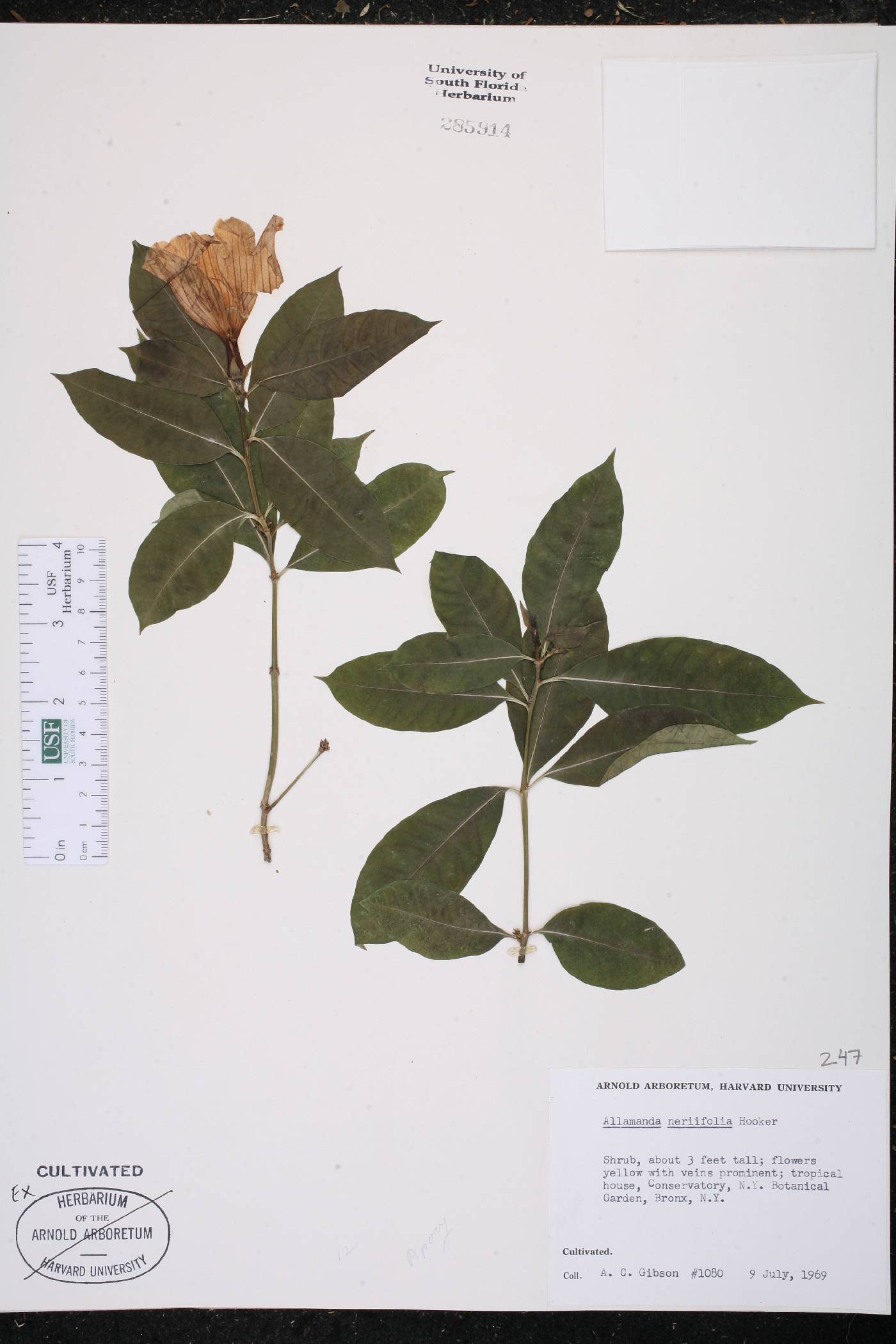 Allamanda neriifolia image