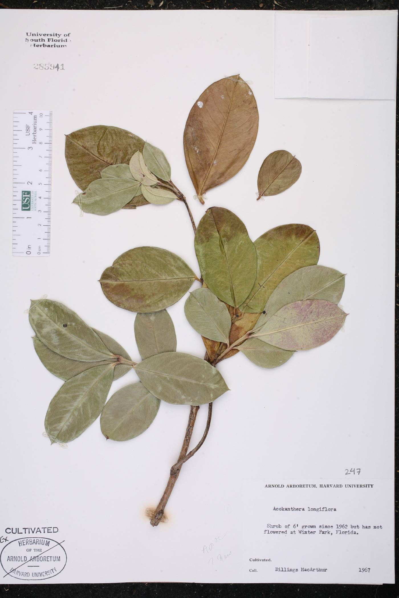 Acokanthera oppositifolia image