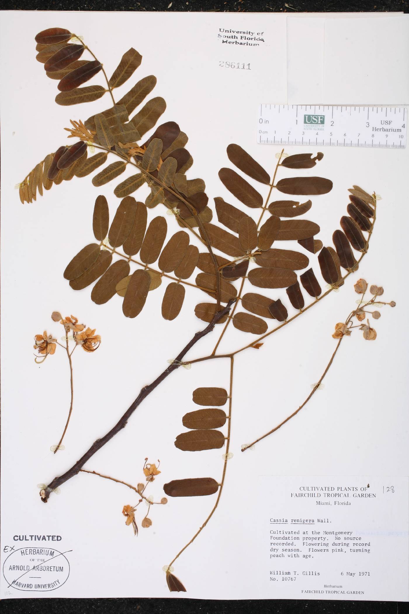 Cassia renigera image