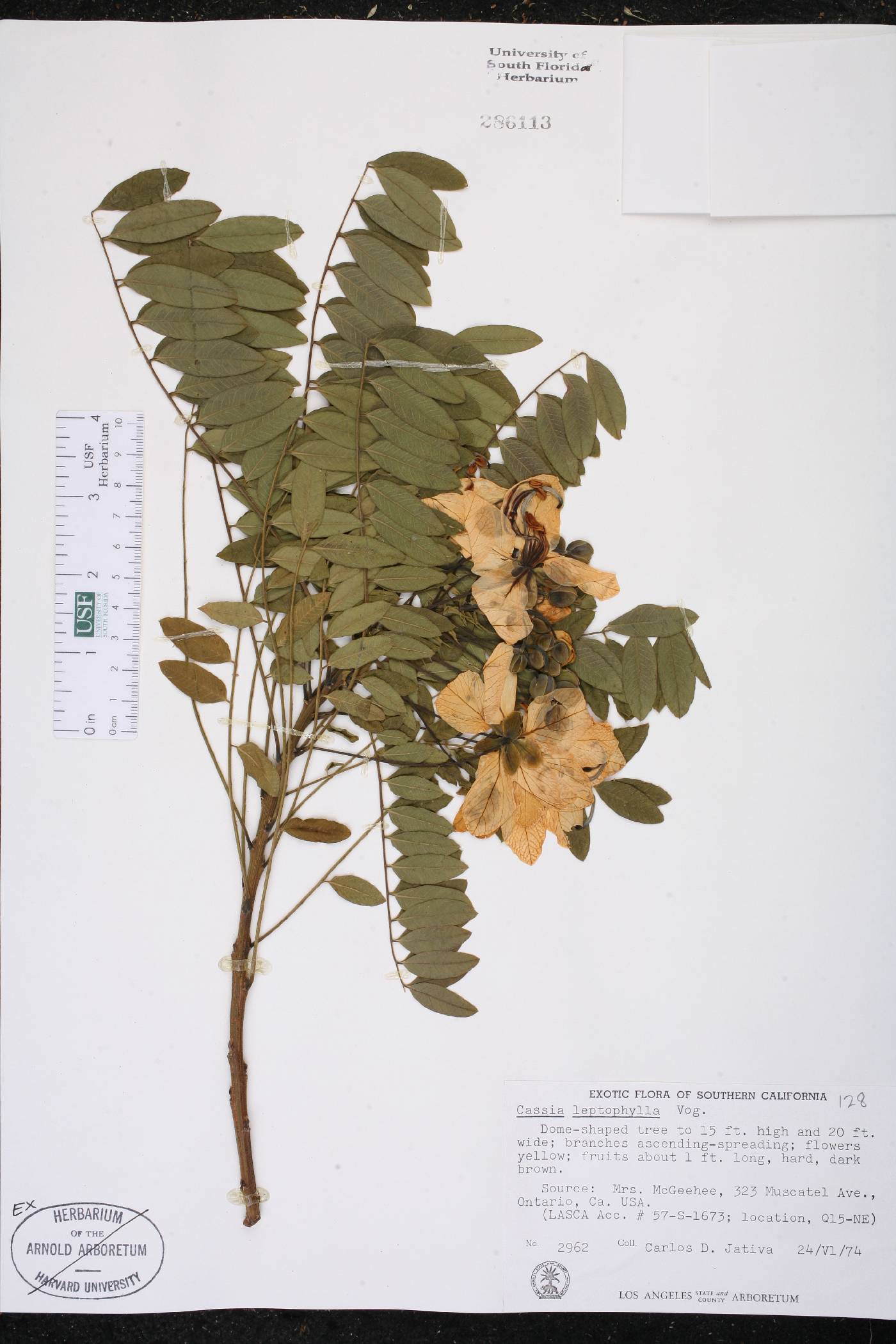 Cassia leptophylla image