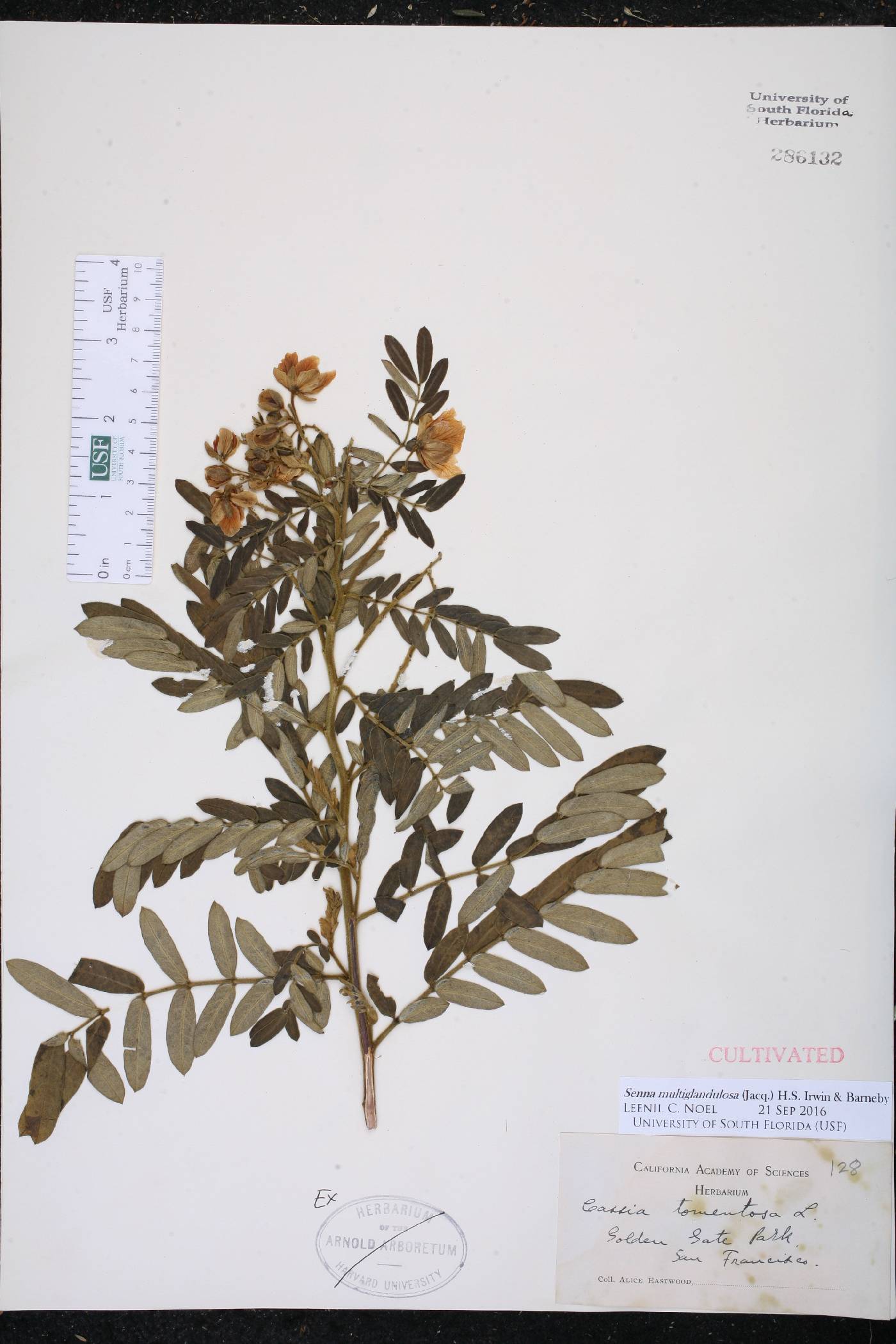 Senna multiglandulosa image