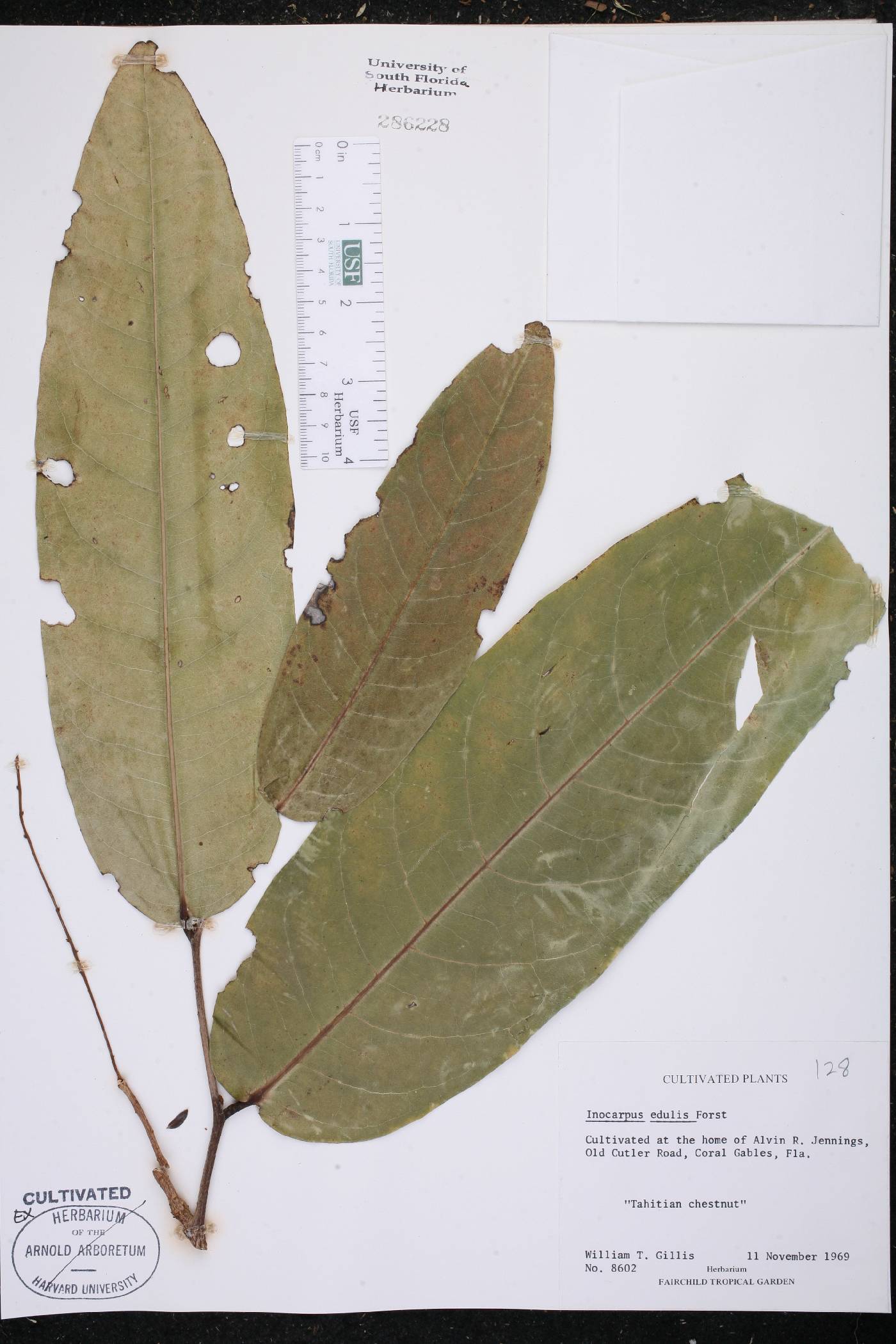 Inocarpus fagifer image