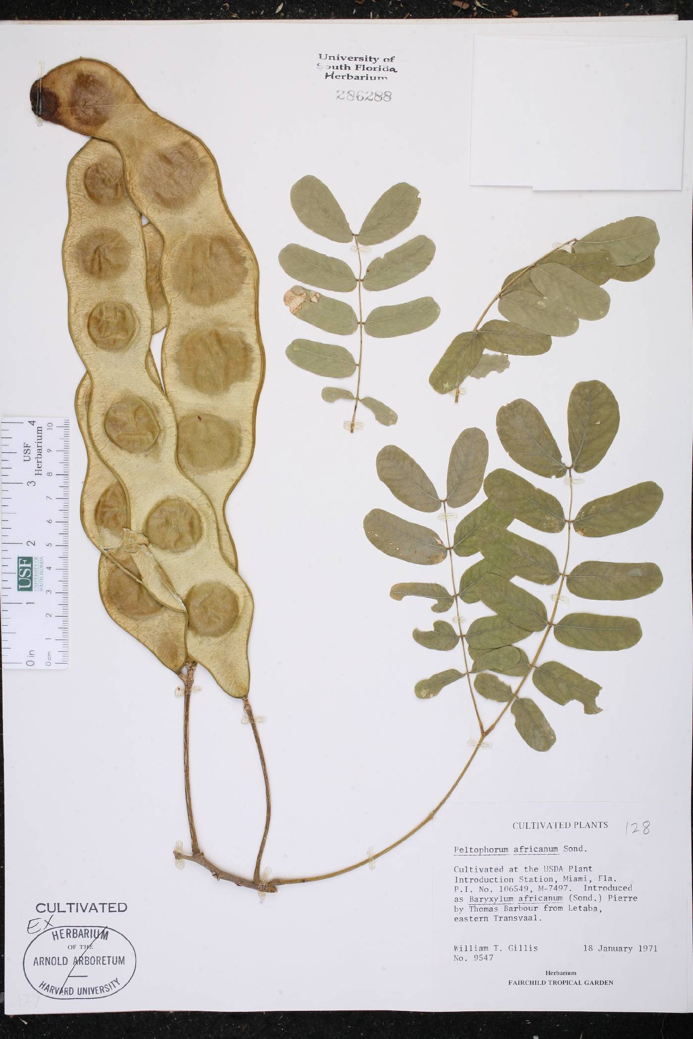 Peltophorum africanum image