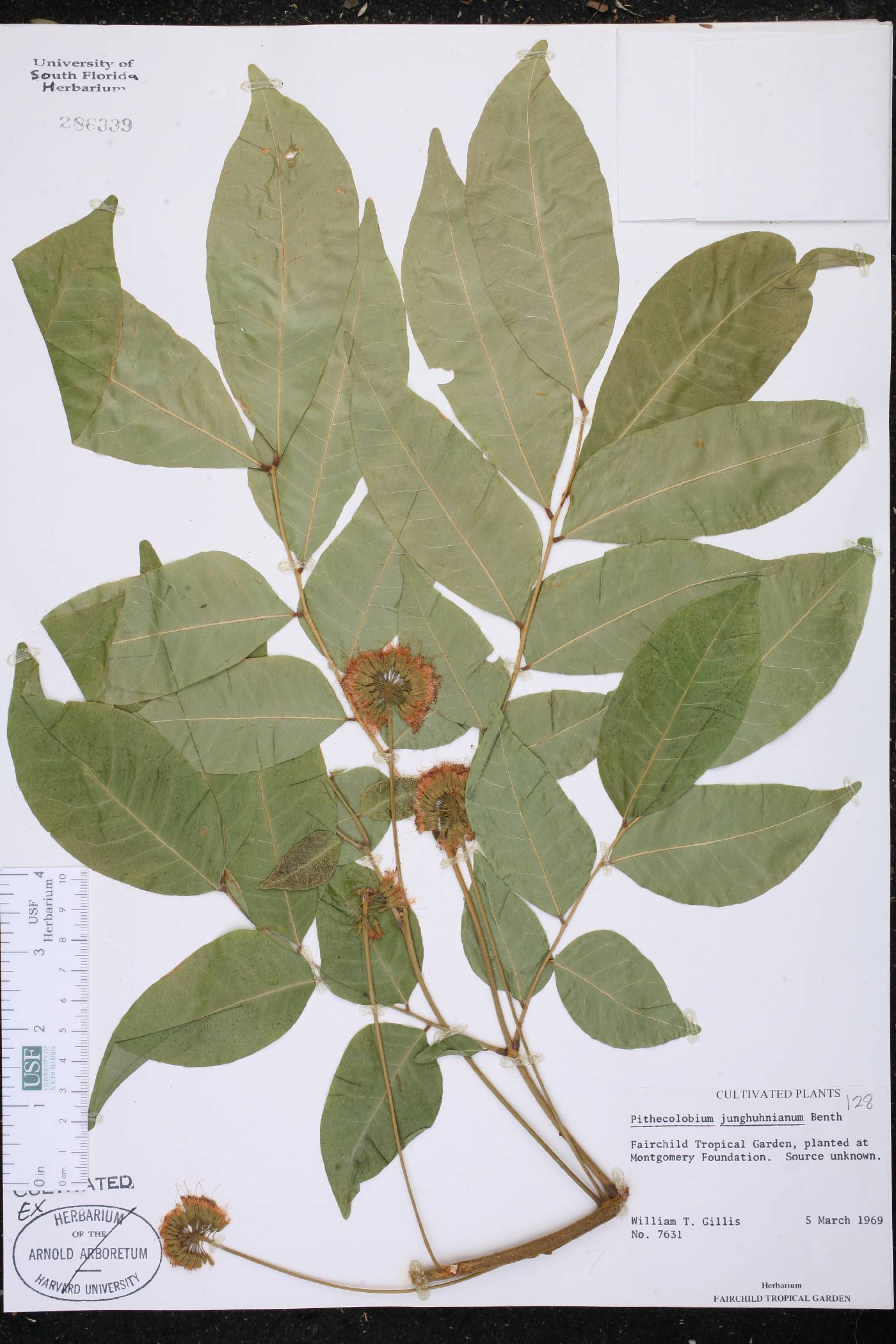 Pararchidendron pruinosum var. junghuhnianum image