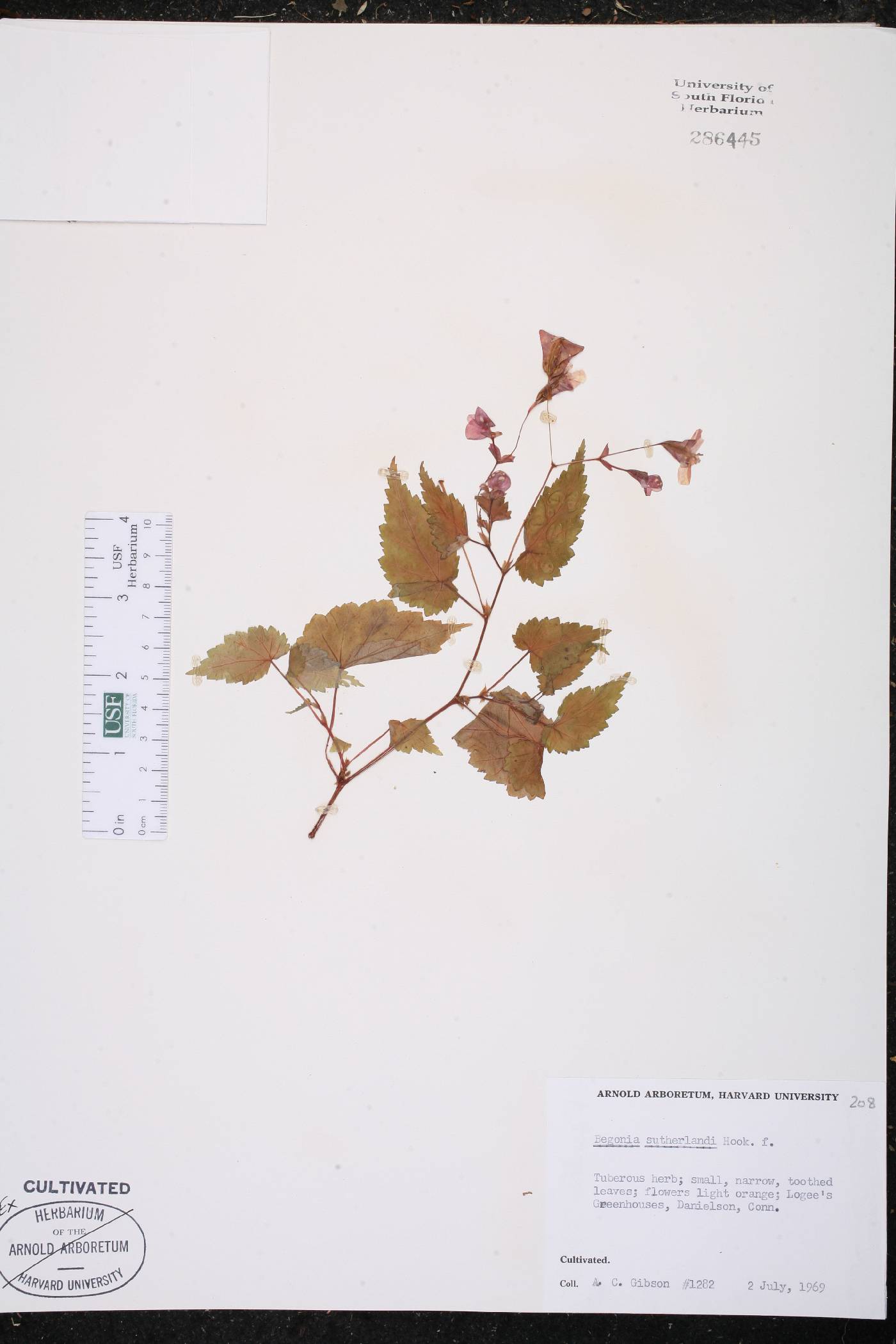 Begonia sutherlandii image