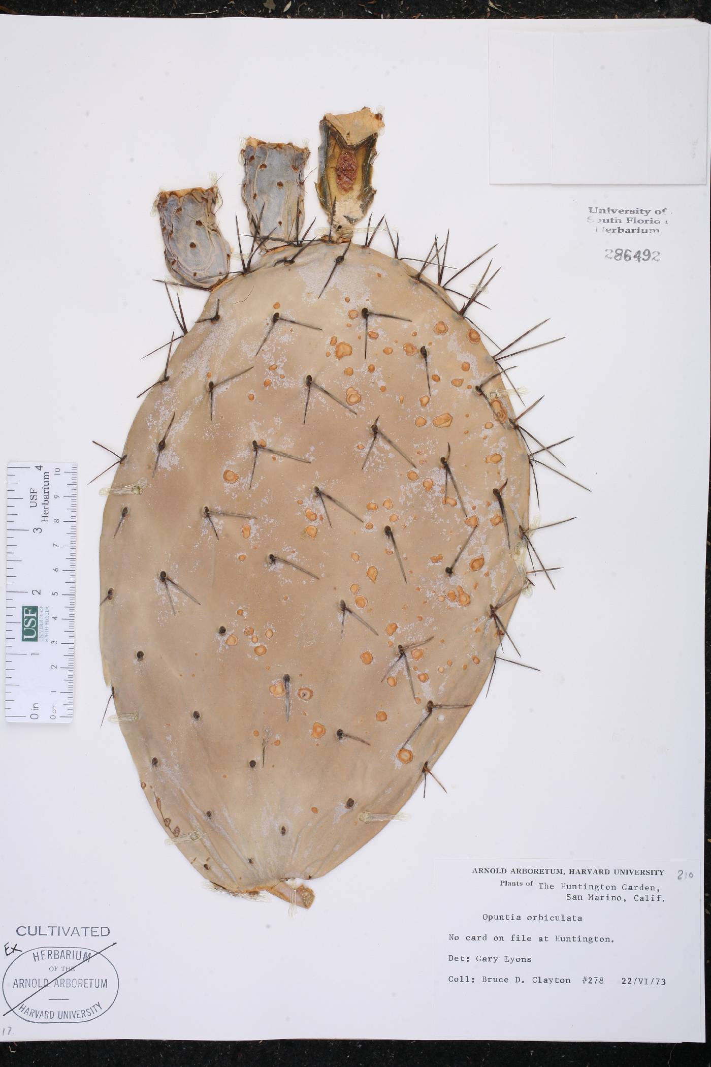 Opuntia orbiculata image