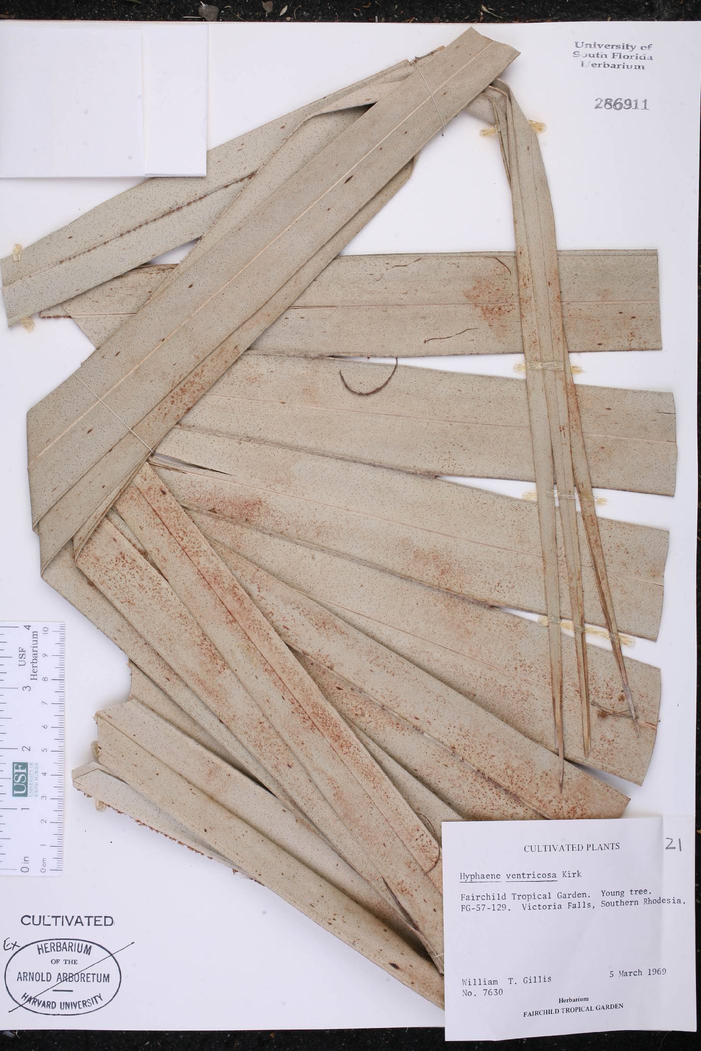 Hyphaene petersiana image