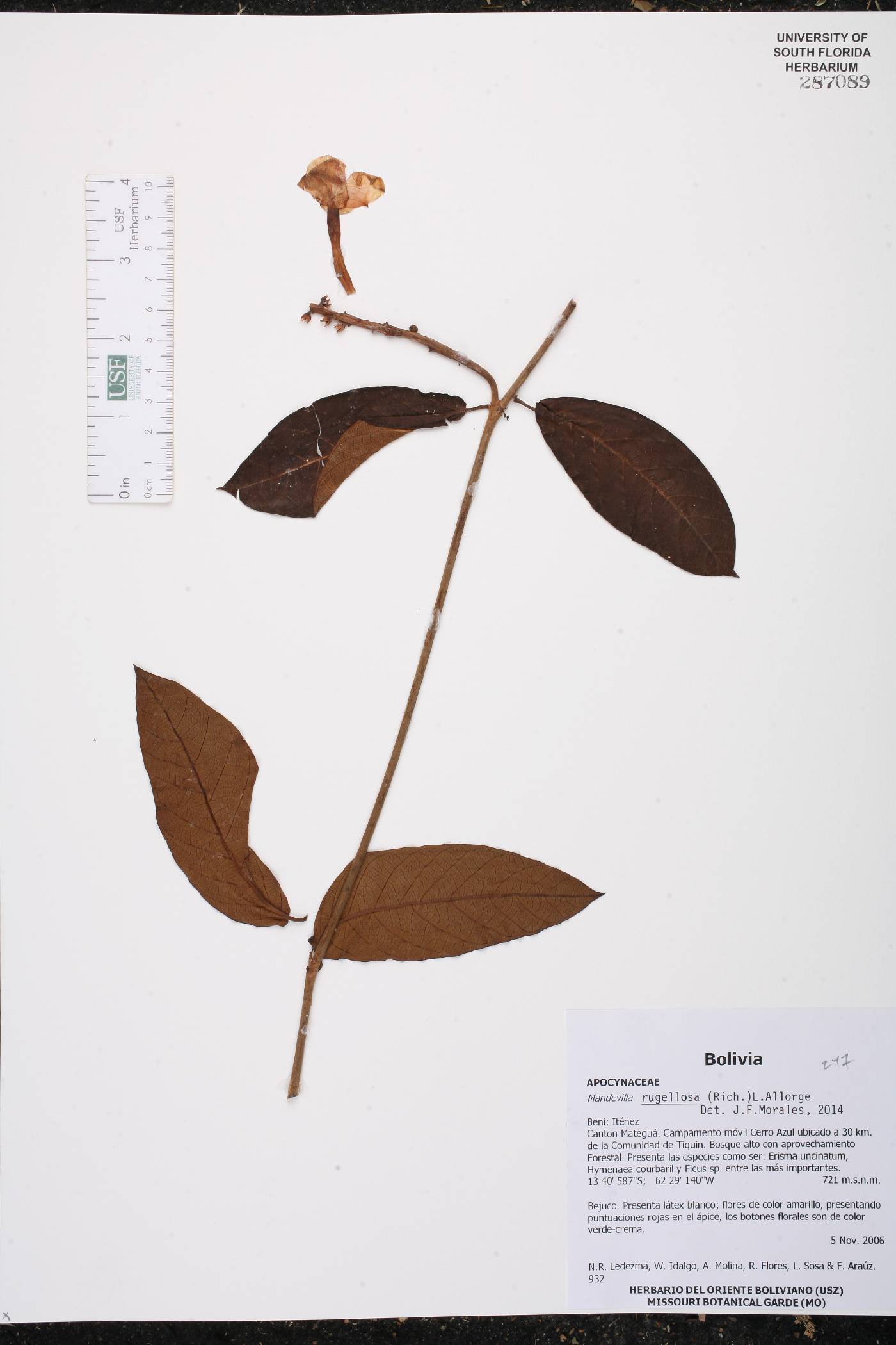 Mandevilla rugellosa image