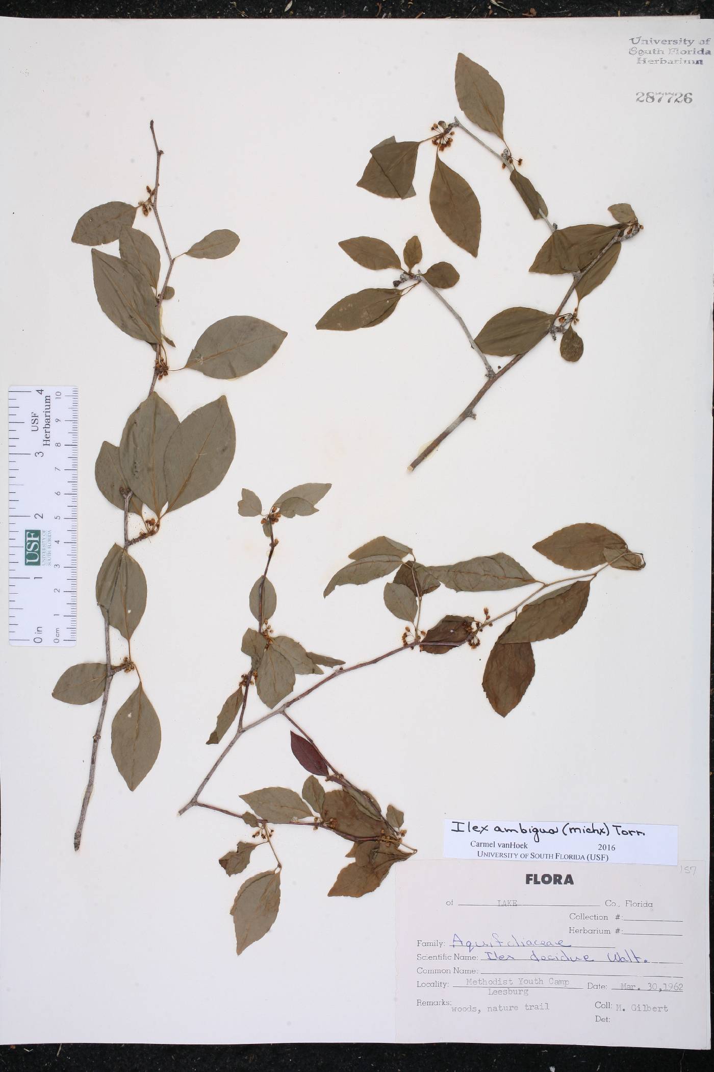 Ilex ambigua image