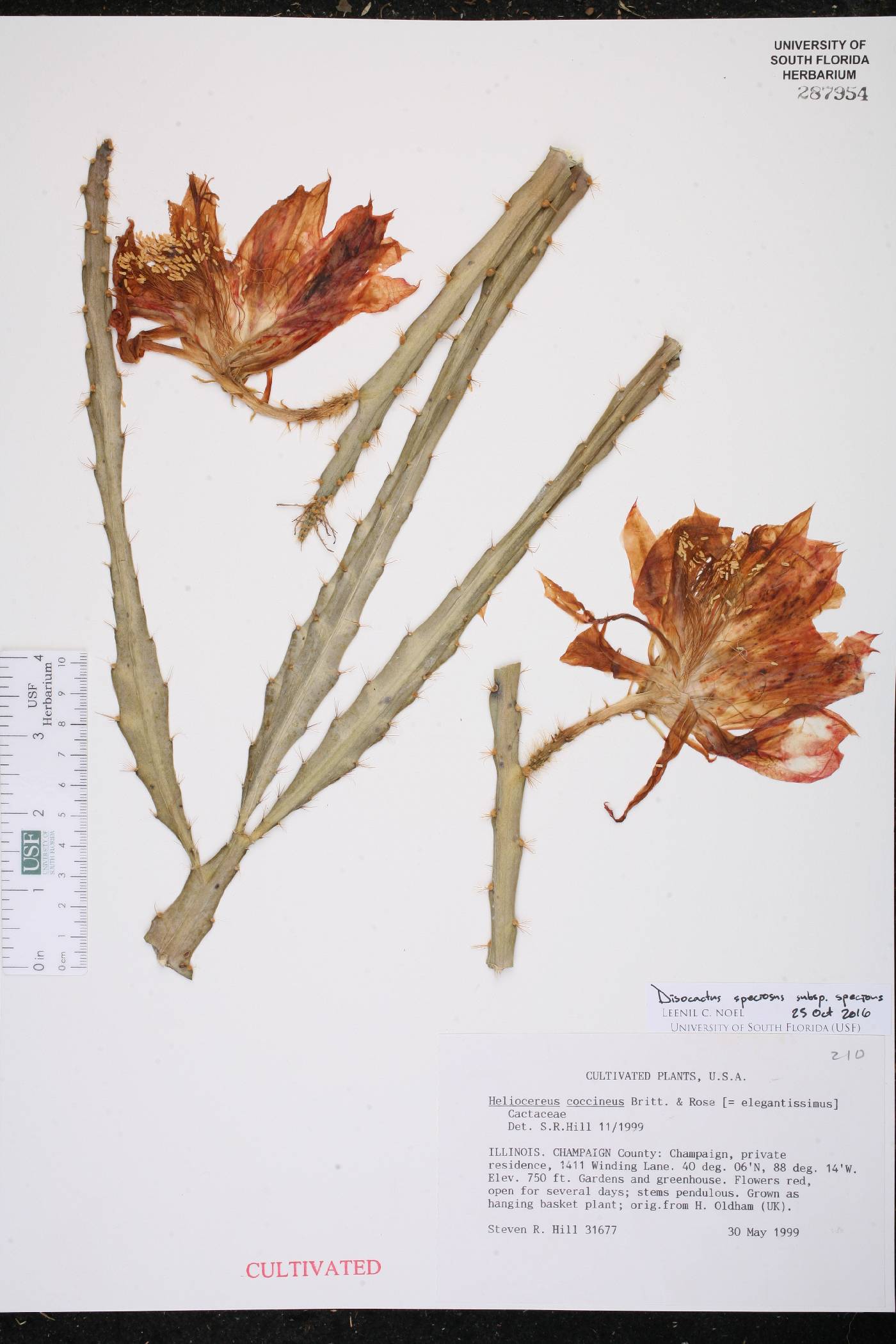 Disocactus speciosus subsp. speciosus image