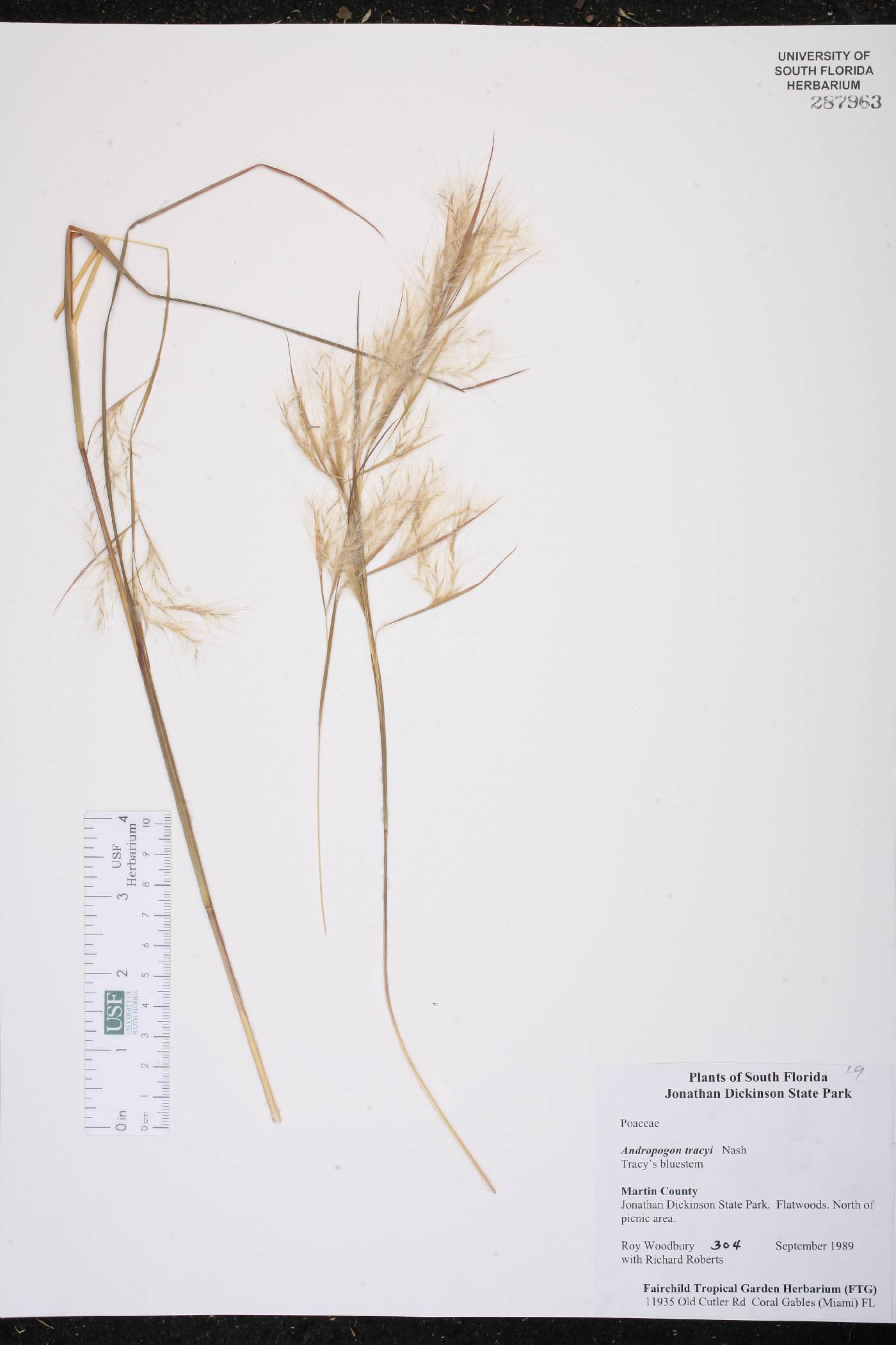 Andropogon tracyi image