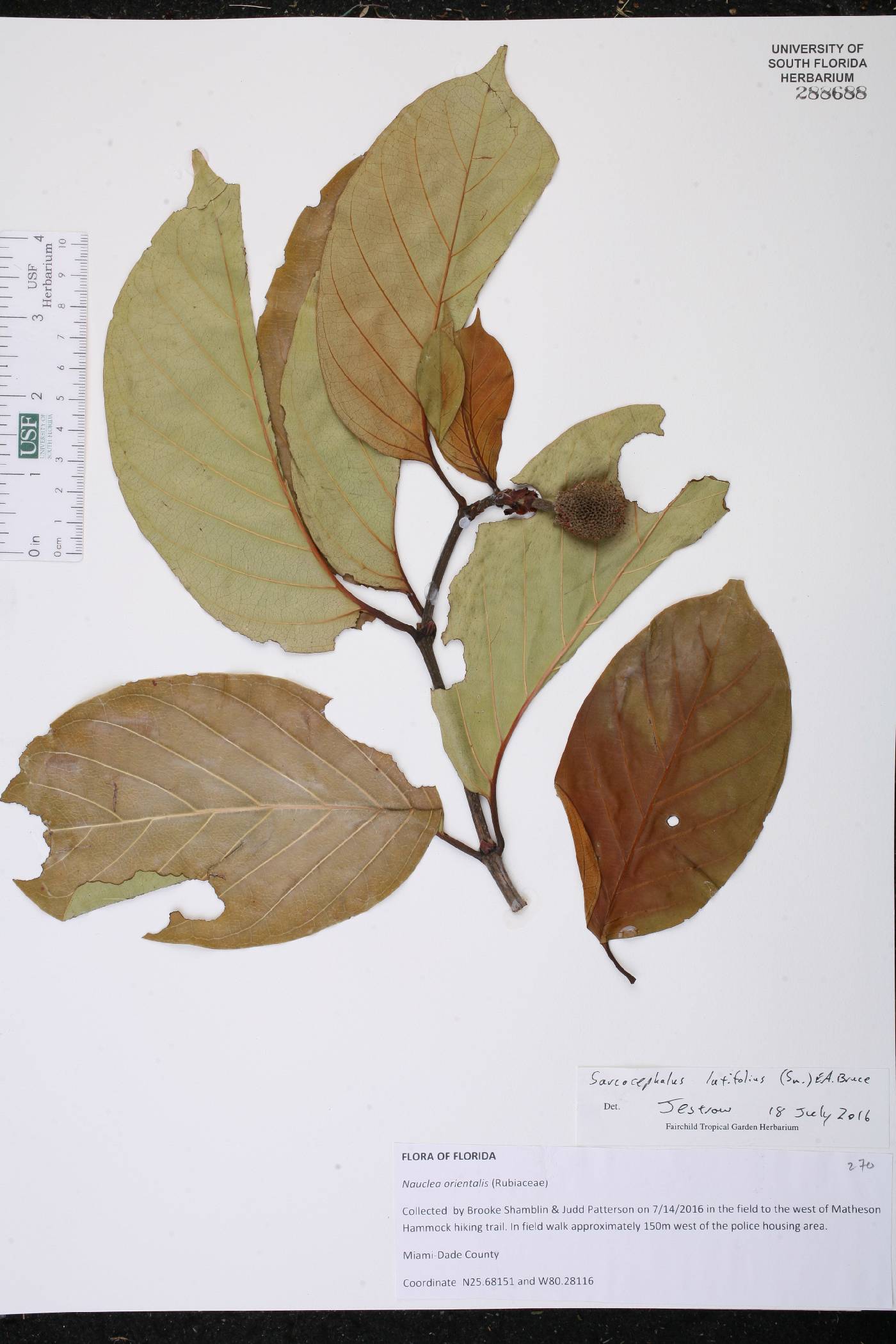 Nauclea latifolia image