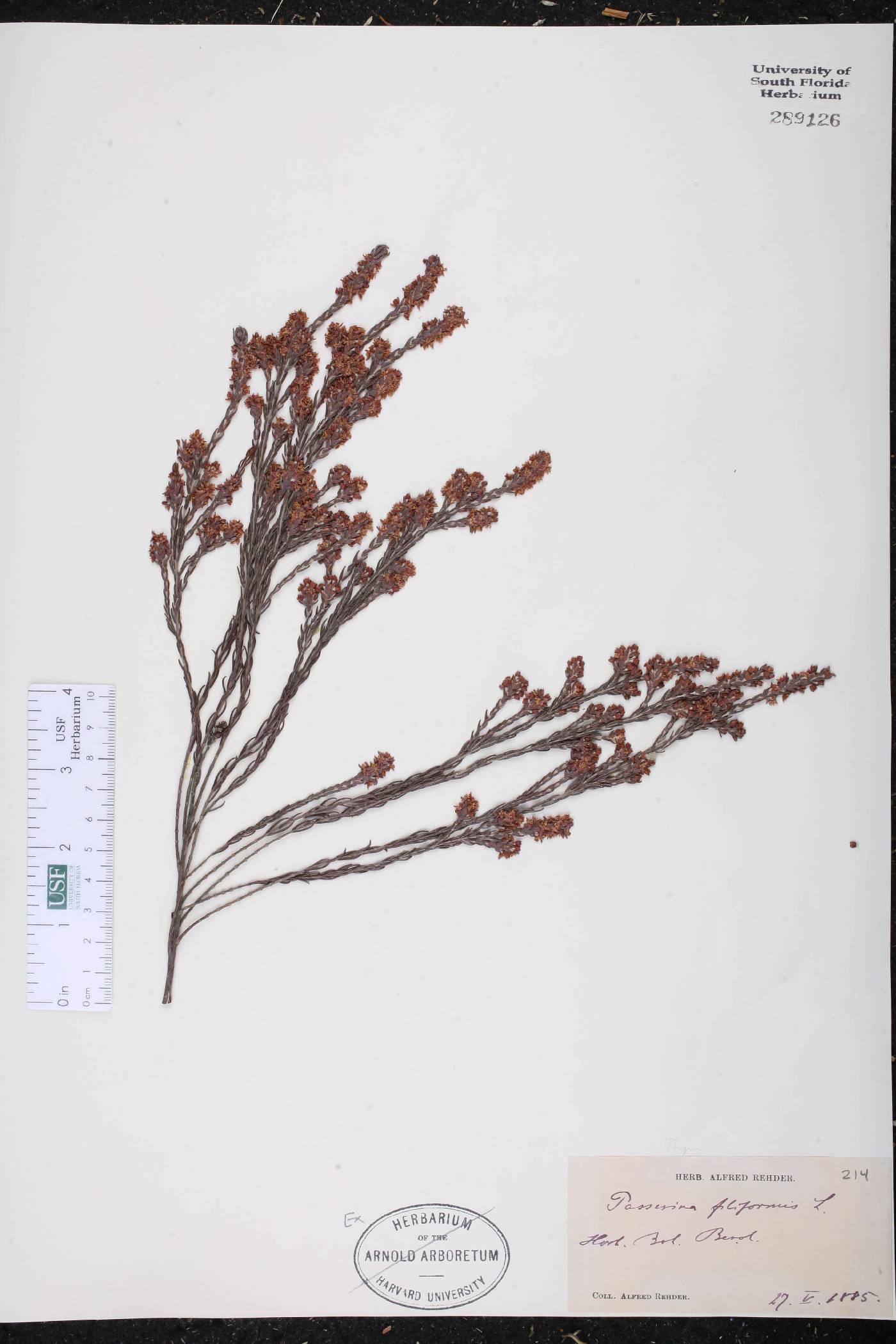 Passerina filiformis image