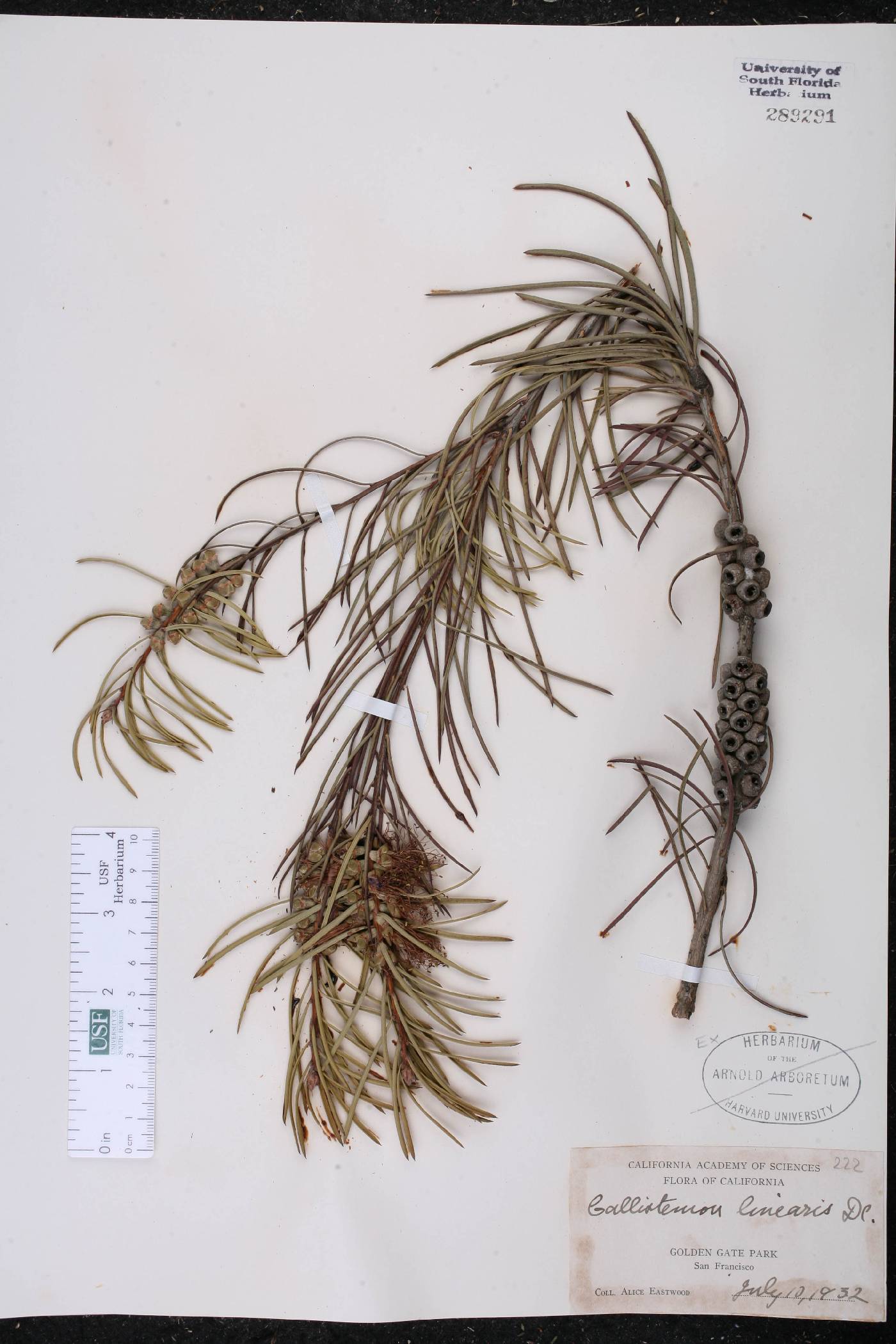 Callistemon linearis image