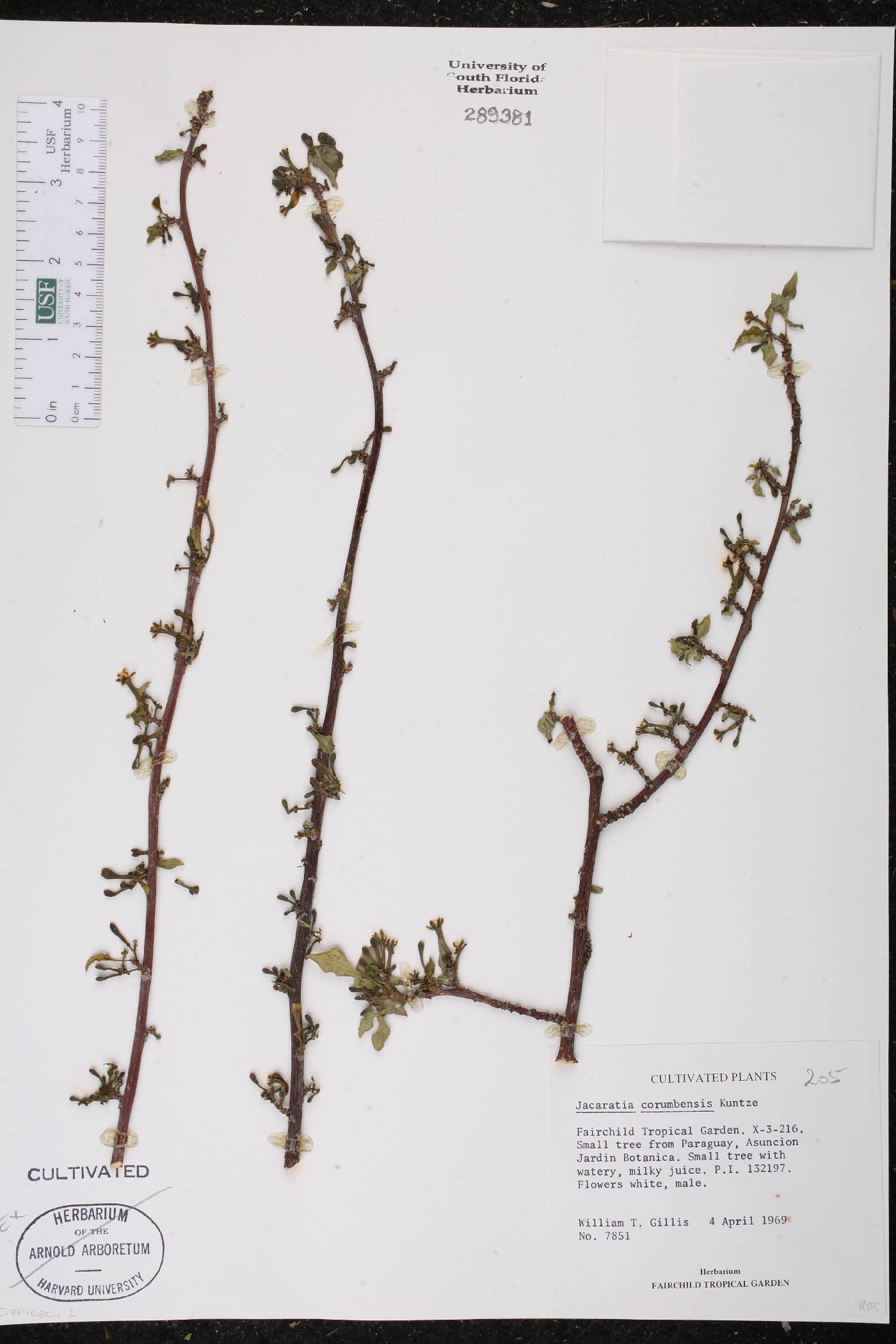 Jacaratia corumbensis image