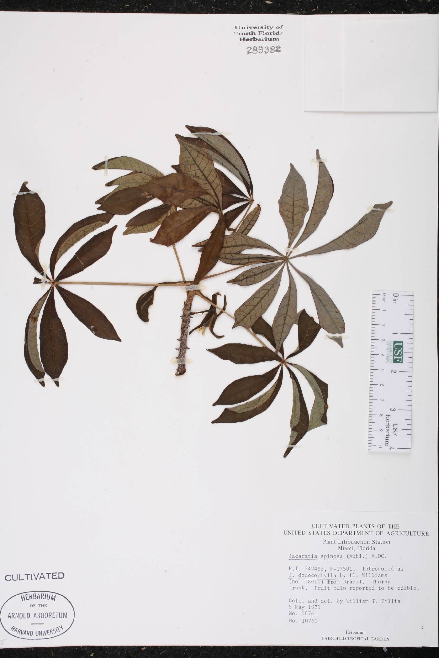 Jacaratia spinosa image