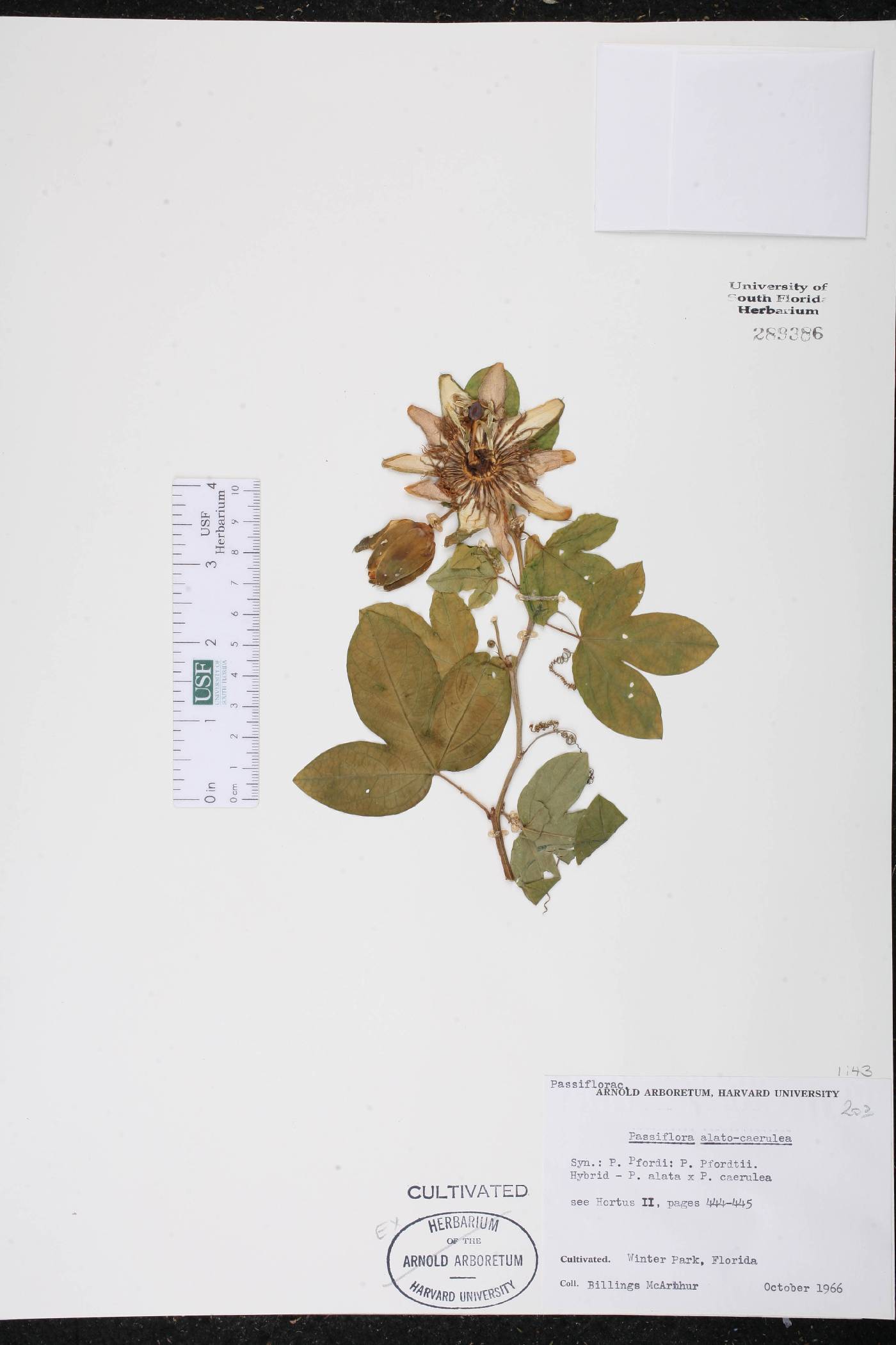 Passiflora alato-caerulea image