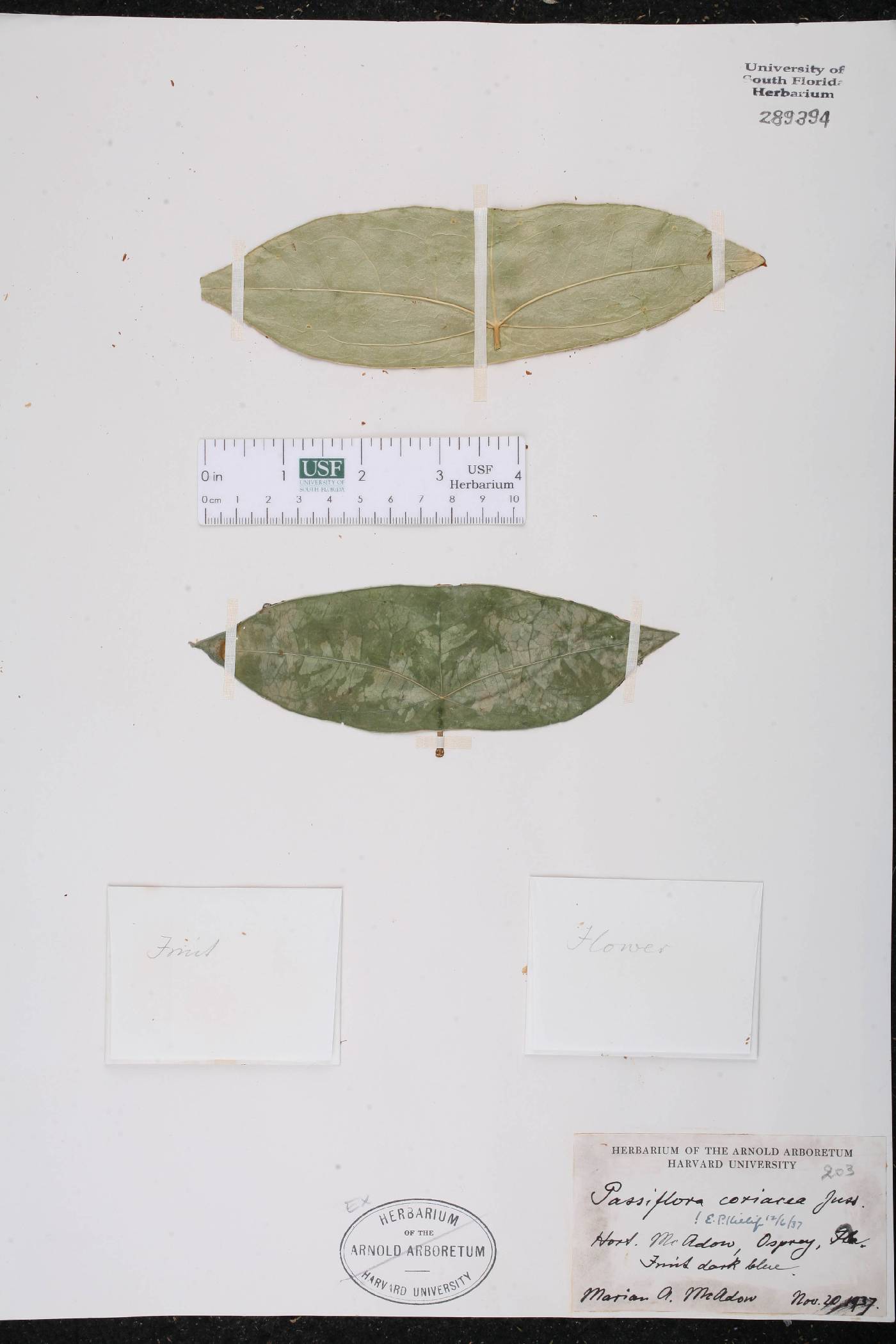 Passiflora coriacea image