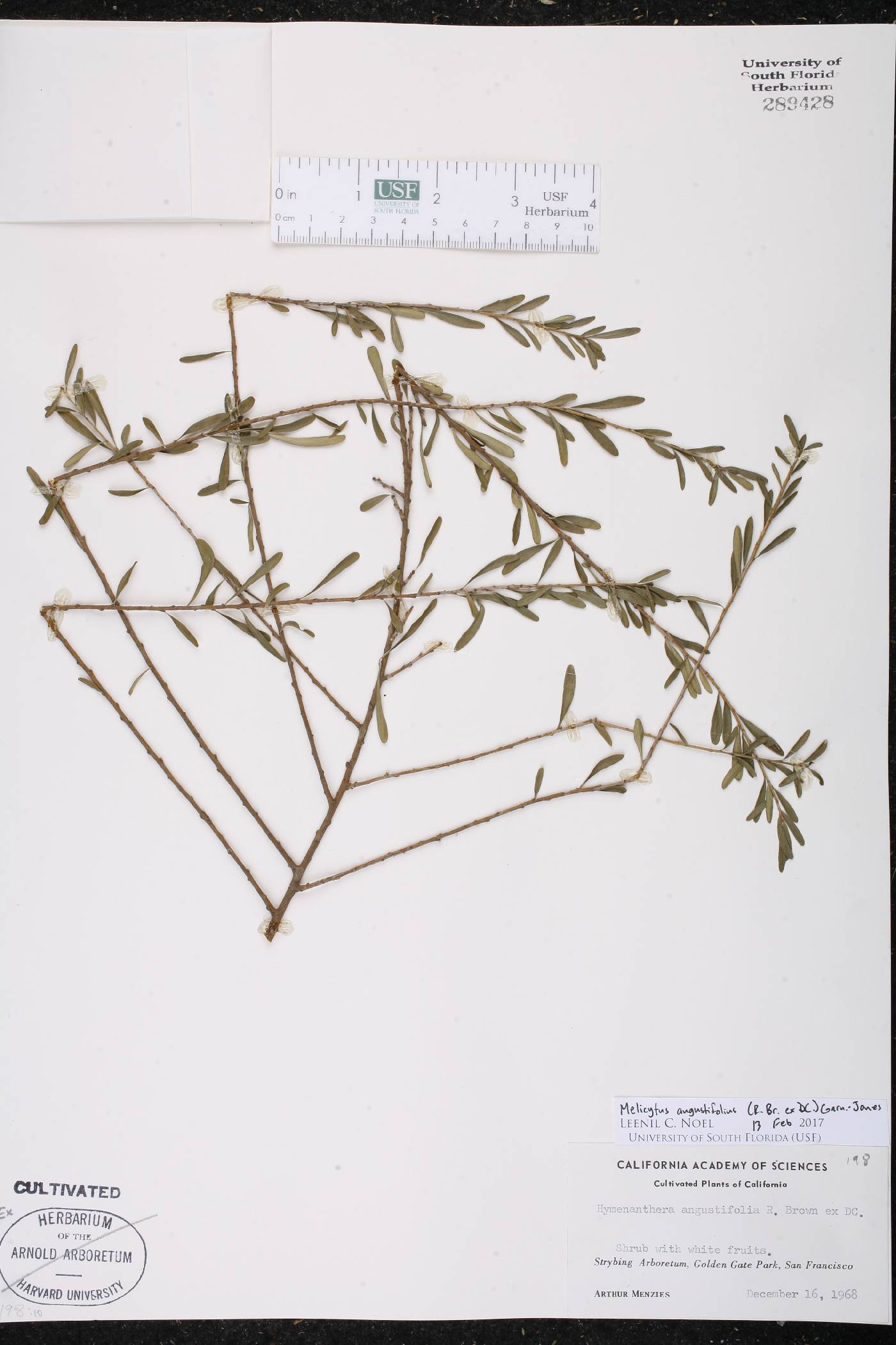 Melicytus angustifolius image