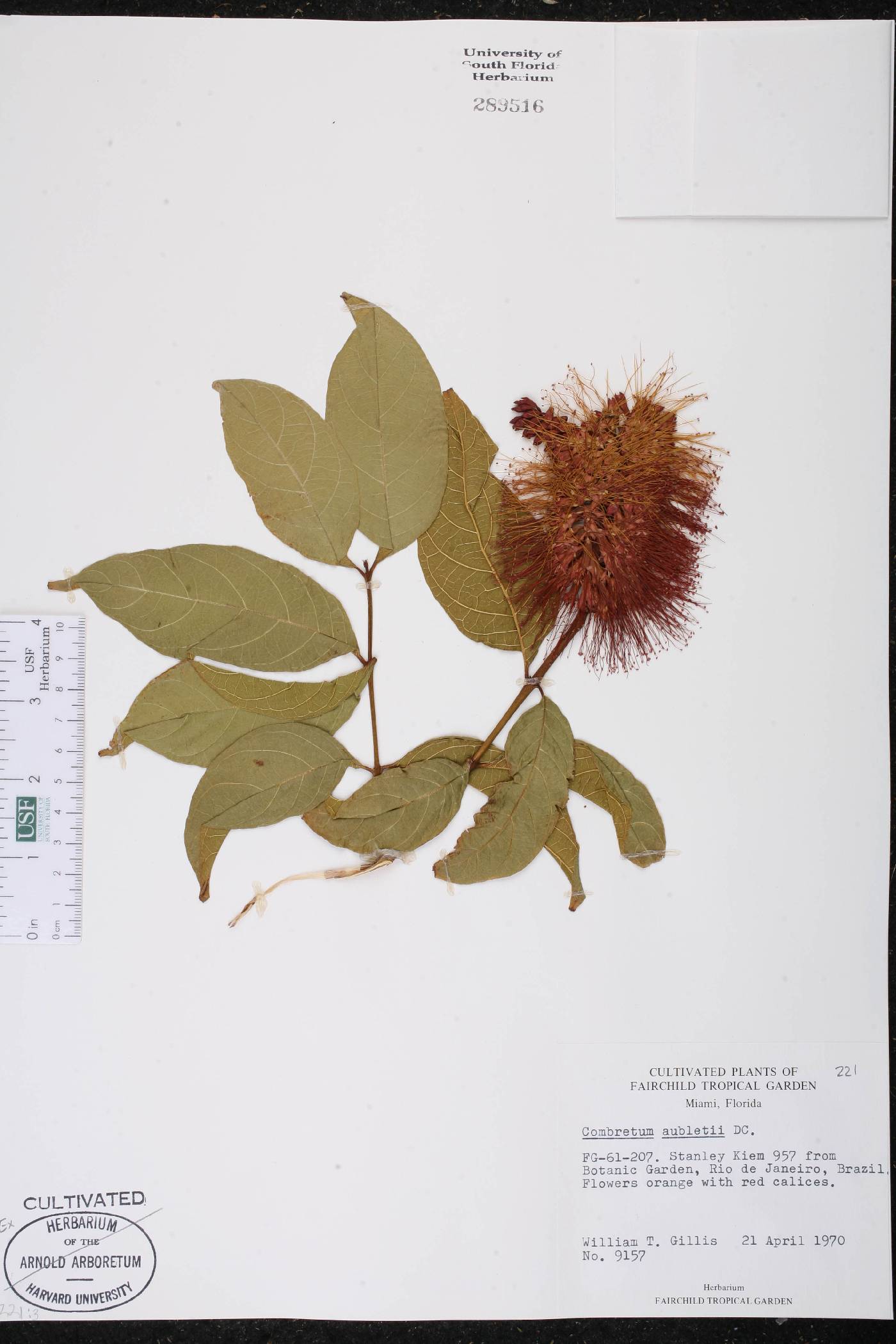 Combretum rotundifolium image