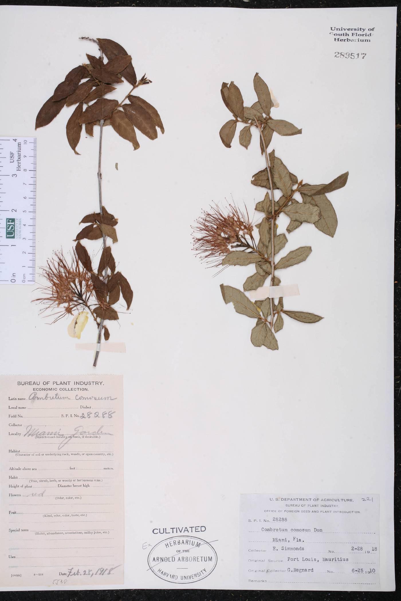 Combretum comosum image