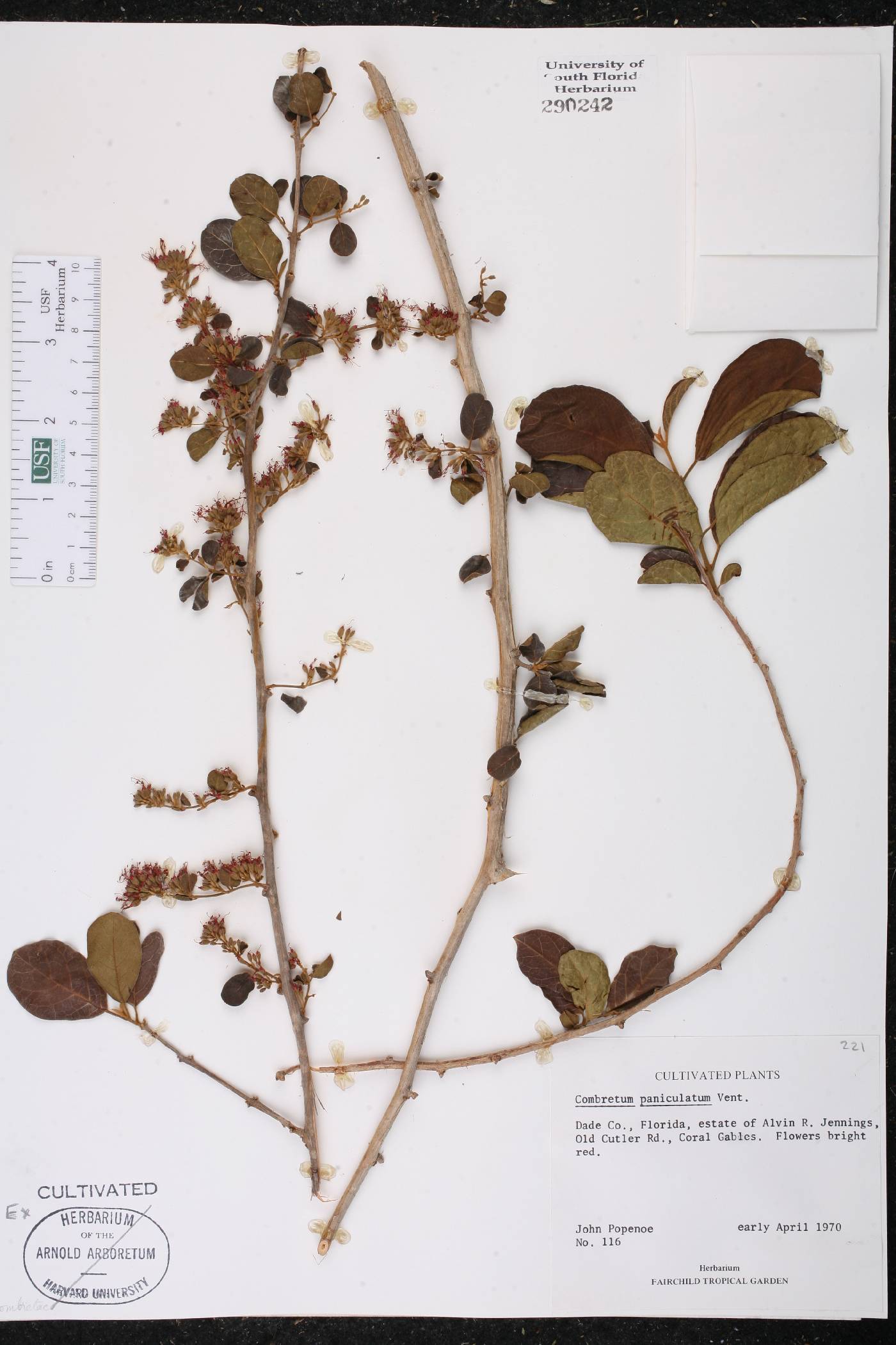 Combretum paniculatum image