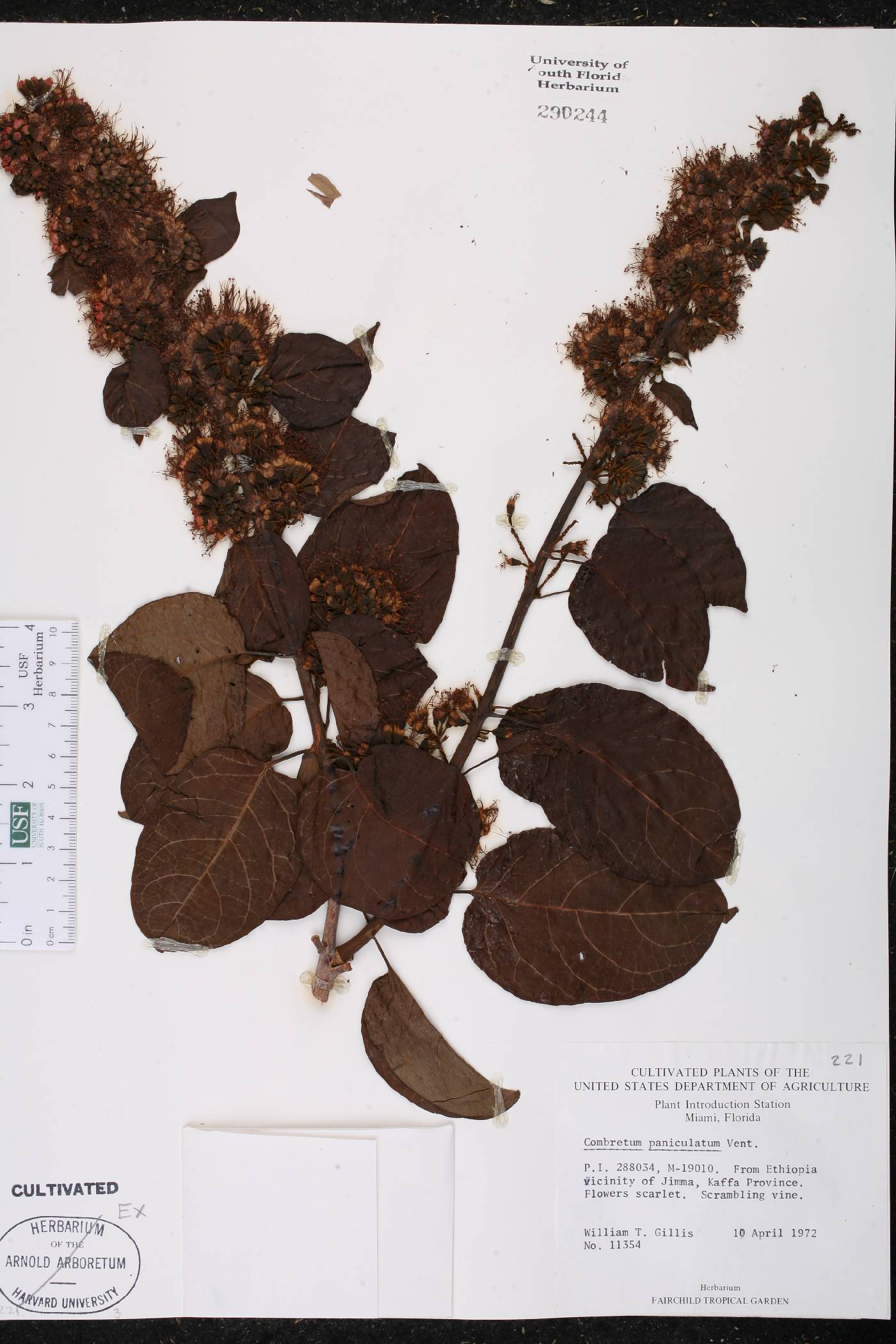 Combretum paniculatum image